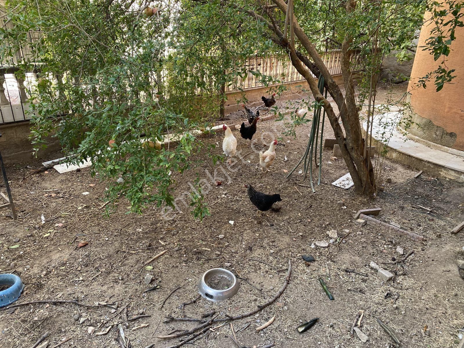 Ticari Kullanıma Uygun 4 Katlı Bahçeli Müstalik Bina - Görsel 8