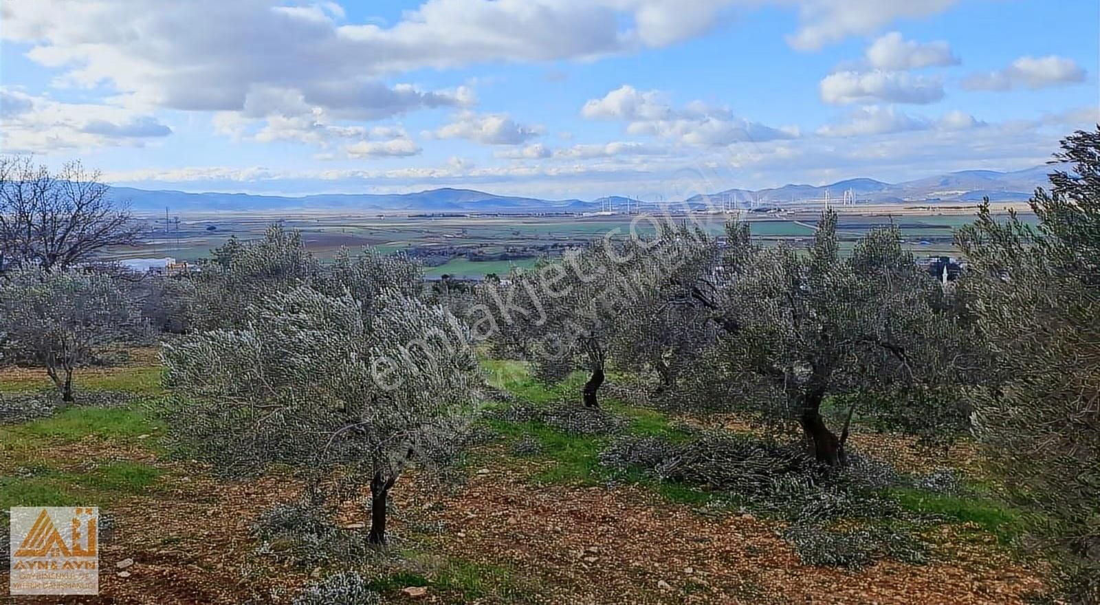 Ayn&ayn Gayrimenkul'den Satılık Zeytinlik