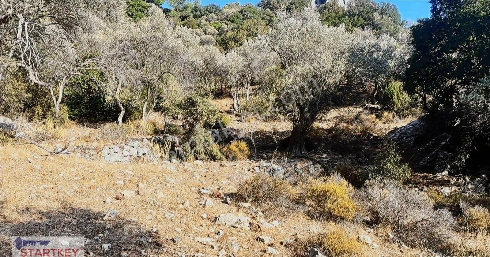Startkey Pelit Gayrimenkul'den Sındı'da Deniz Manzaralı Tarla - Görsel 14