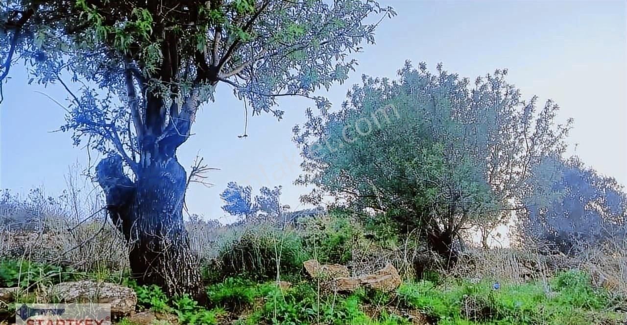 Startkey Pelit Hızırşah'ta 88 M Yol Cepheli Tarla - Görsel 4