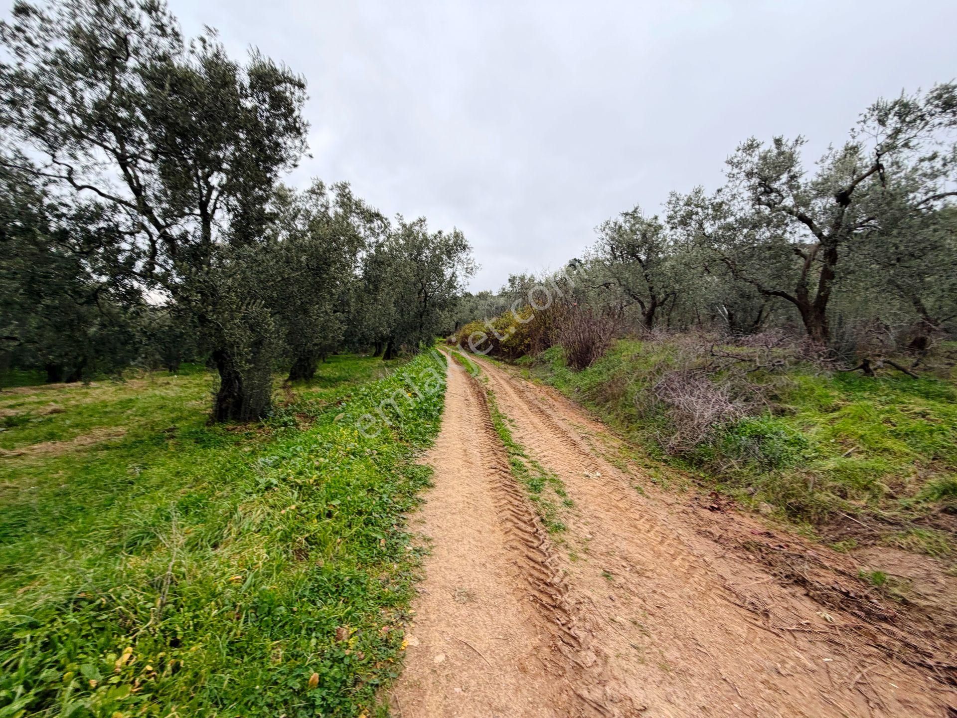 İznik Göle Yakın 3.440m2 Manzaralı Ağaçları Olan Satılık Arsa - Görsel 9