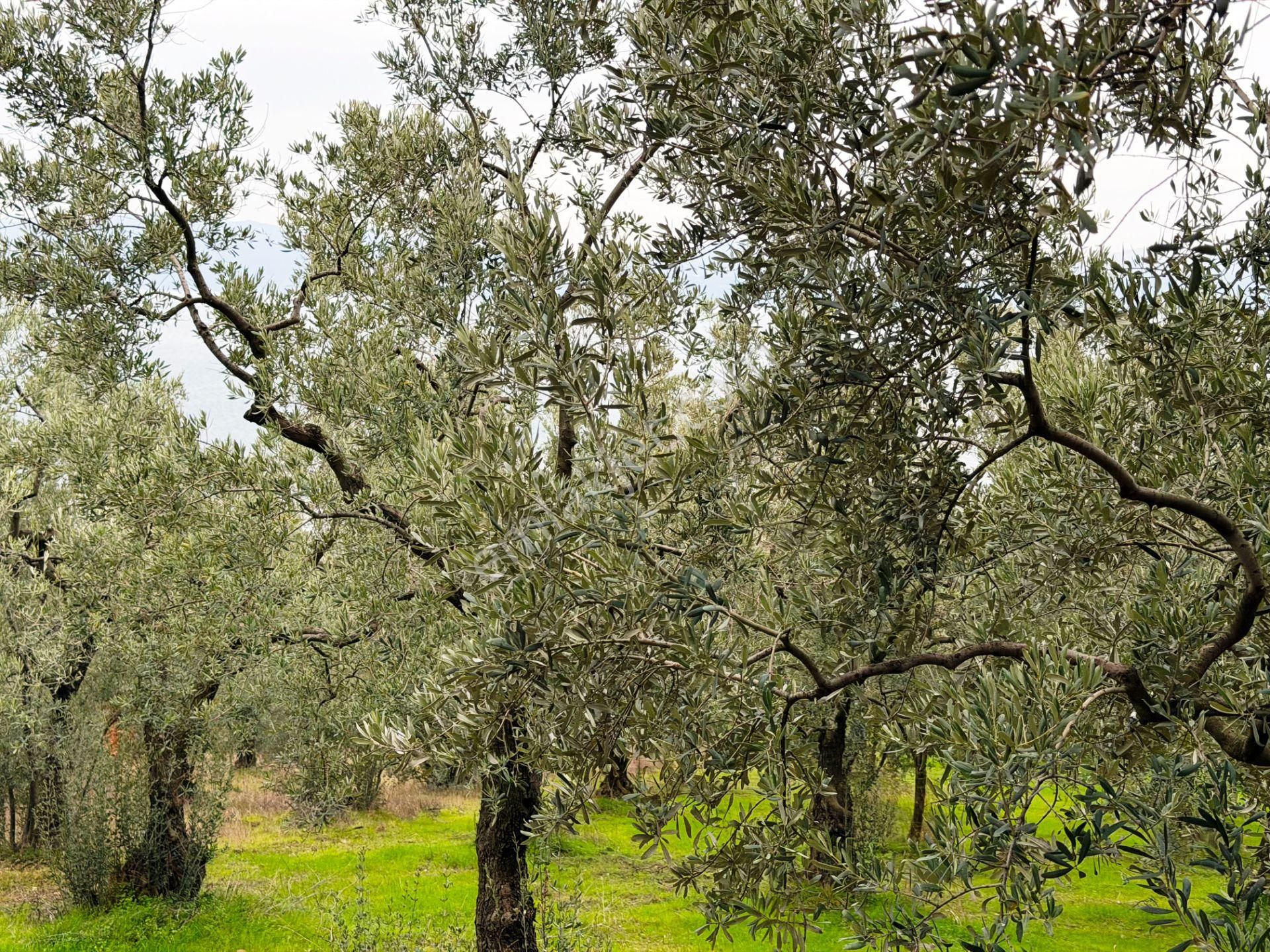 İznik Göle Yakın 3.440m2 Manzaralı Ağaçları Olan Satılık Arsa - Görsel 18