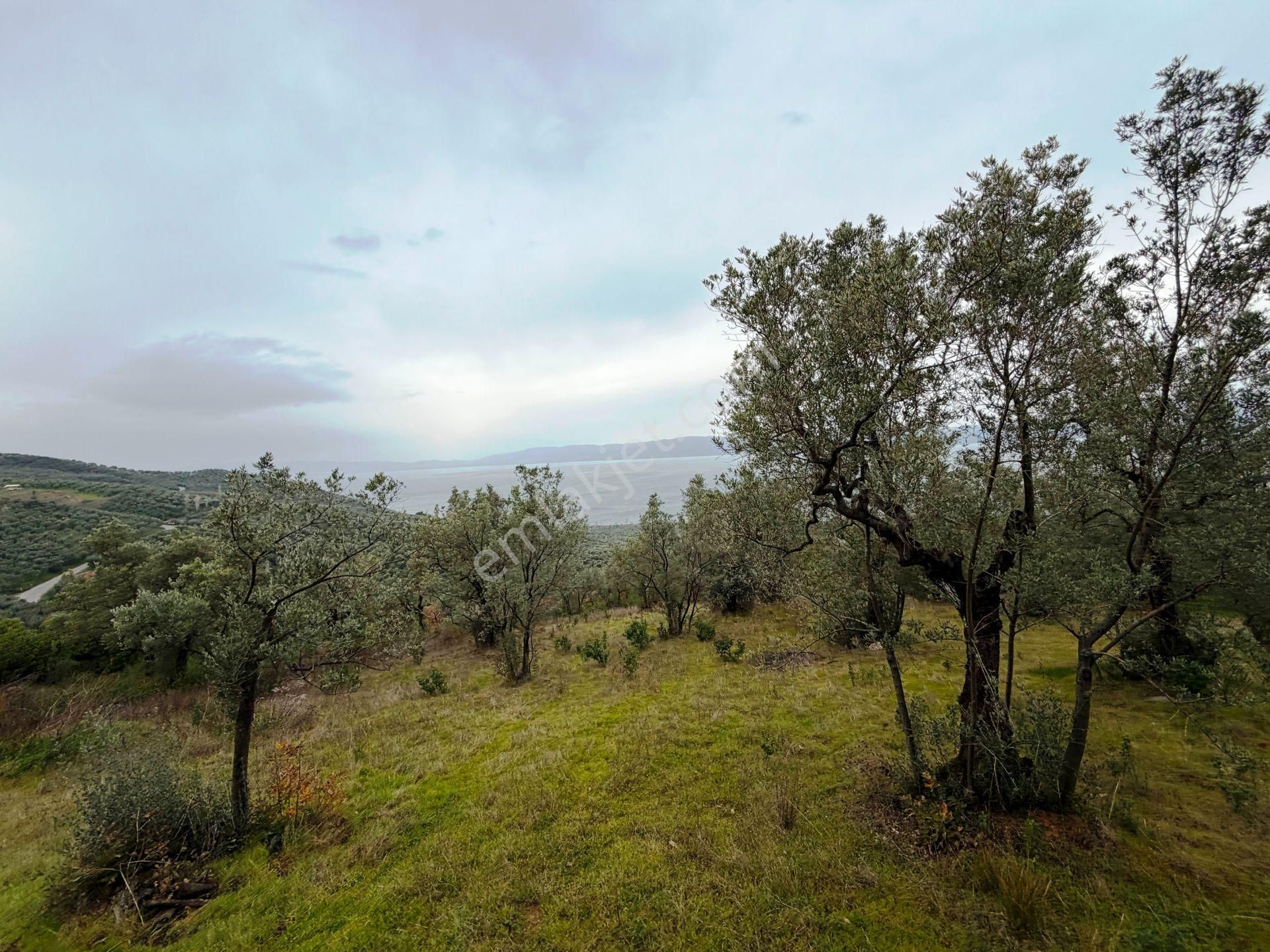 İznik Göle Yakın 3.440m2 Manzaralı Ağaçları Olan Satılık Arsa - Görsel 3