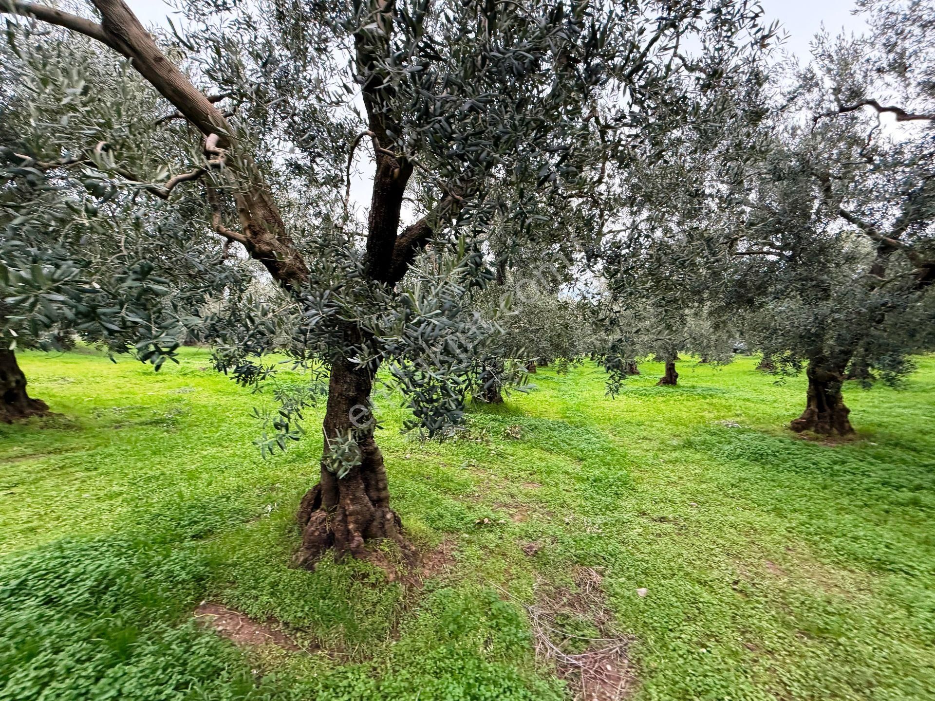 İznik Göle Yakın 3.440m2 Manzaralı Ağaçları Olan Satılık Arsa - Görsel 22