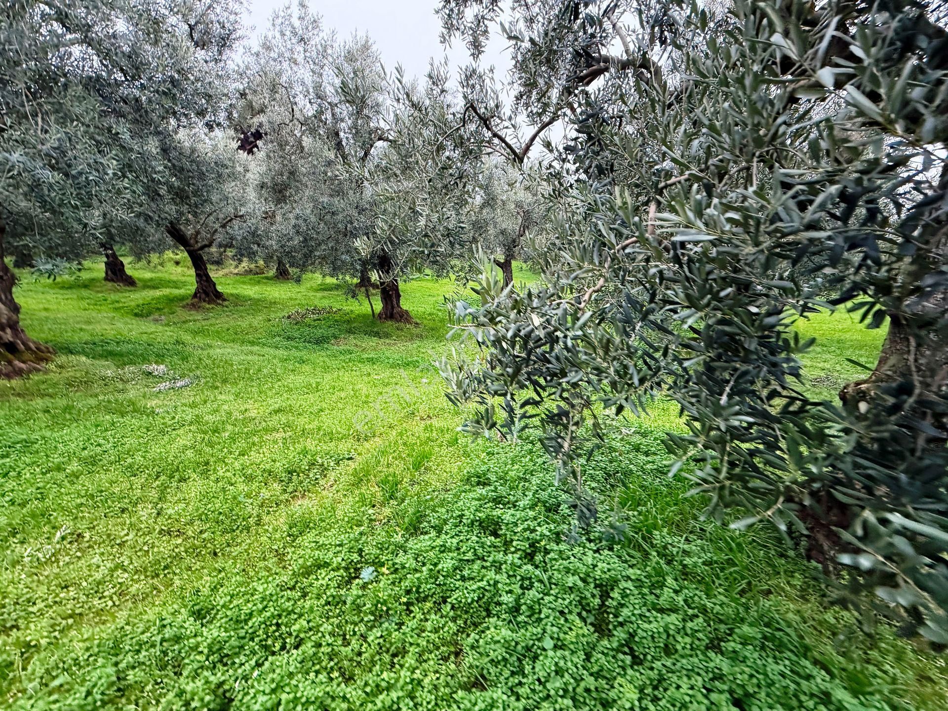 İznik Göle Yakın 3.440m2 Manzaralı Ağaçları Olan Satılık Arsa - Görsel 25