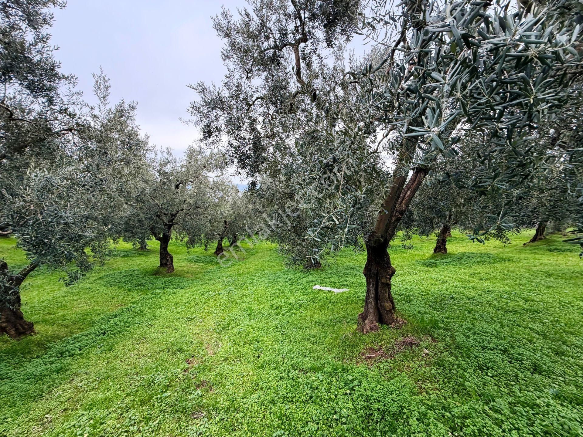 İznik Göle Yakın 3.440m2 Manzaralı Ağaçları Olan Satılık Arsa - Görsel 20