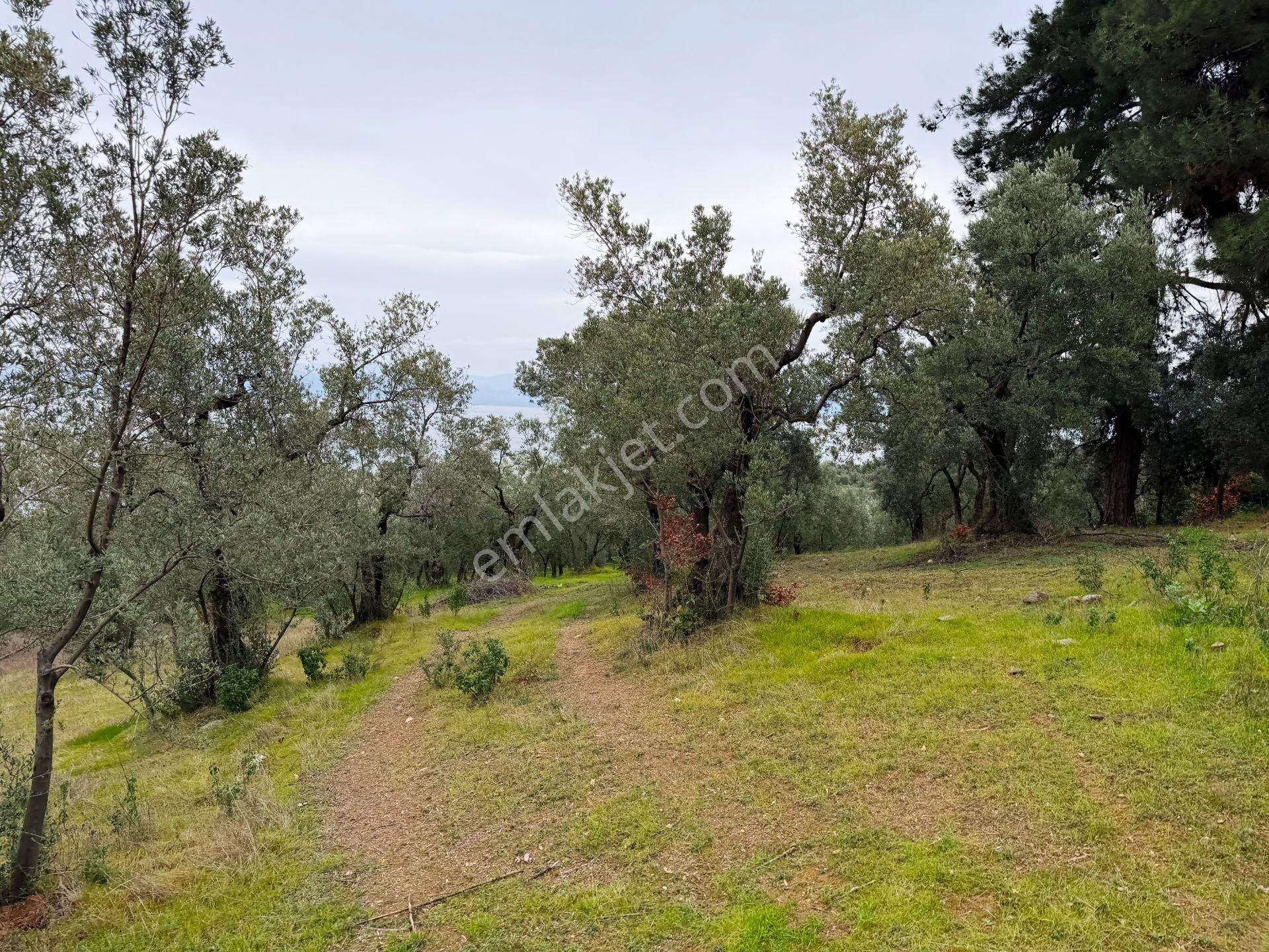 İznik Göle Yakın 3.440m2 Manzaralı Ağaçları Olan Satılık Arsa - Görsel 17