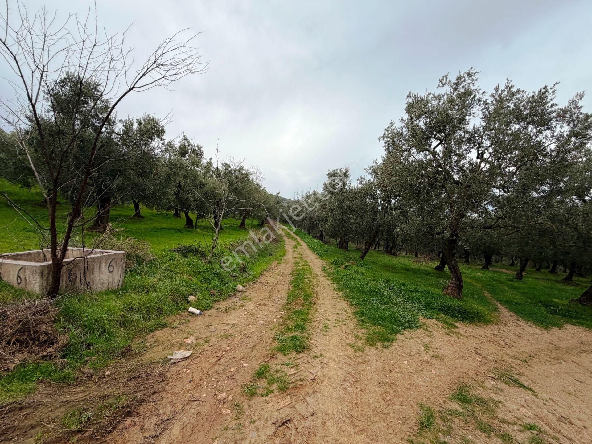 İznik Göle Yakın 3.440m2 Manzaralı Ağaçları Olan Satılık Arsa - Görsel 8