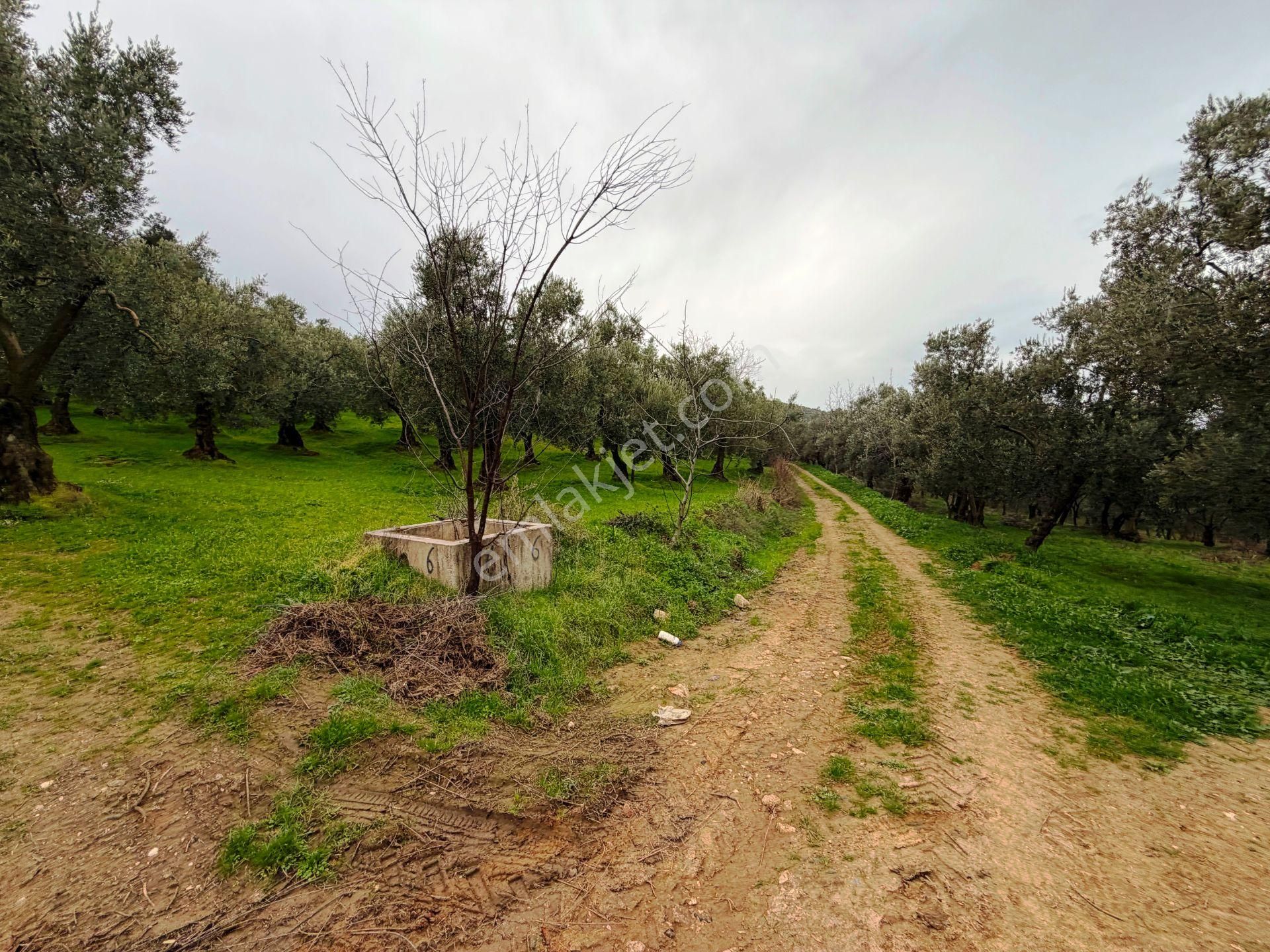 İznik Göle Yakın 3.440m2 Manzaralı Ağaçları Olan Satılık Arsa - Görsel 10