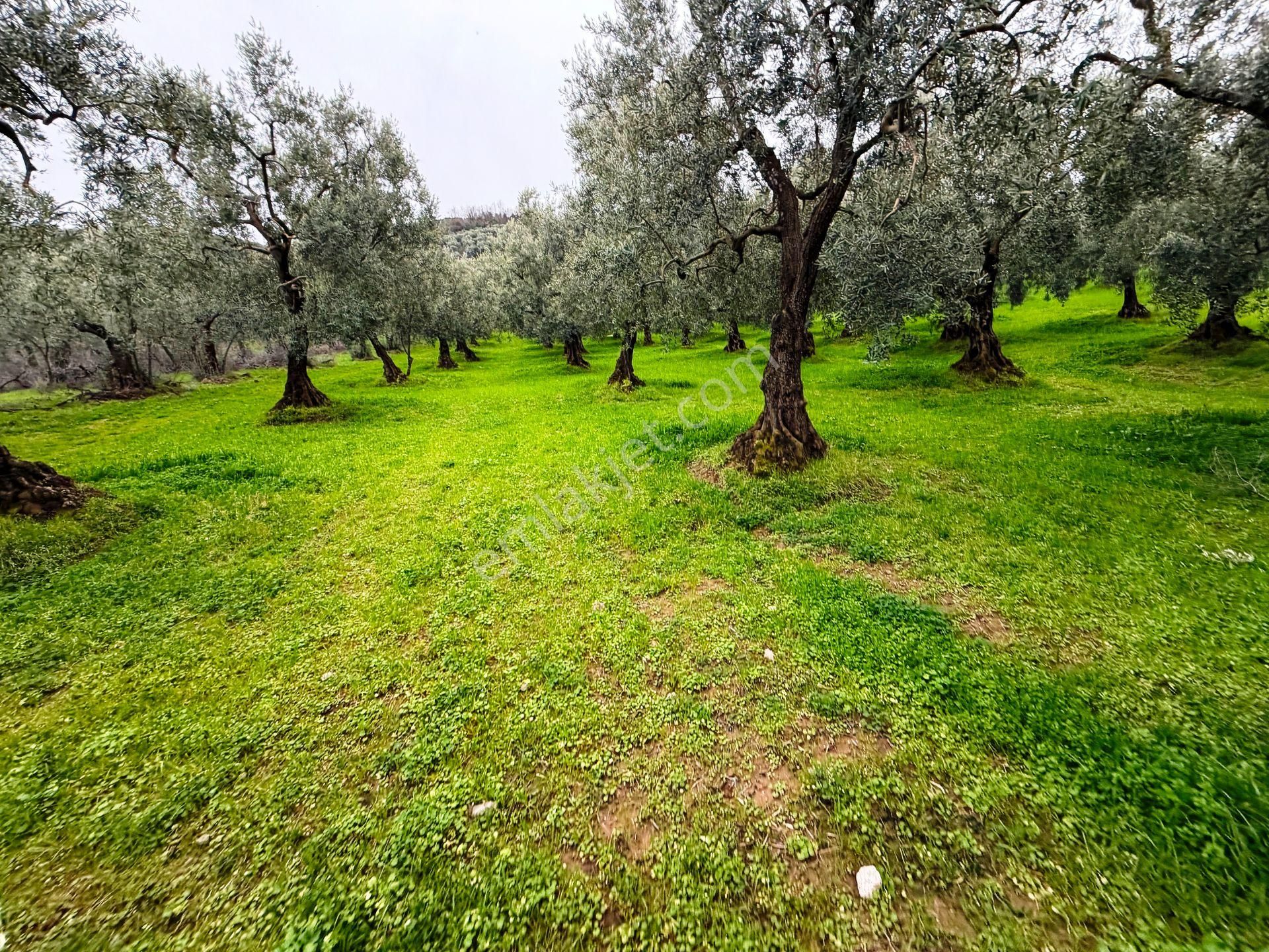 İznik Göle Yakın 3.440m2 Manzaralı Ağaçları Olan Satılık Arsa - Görsel 30