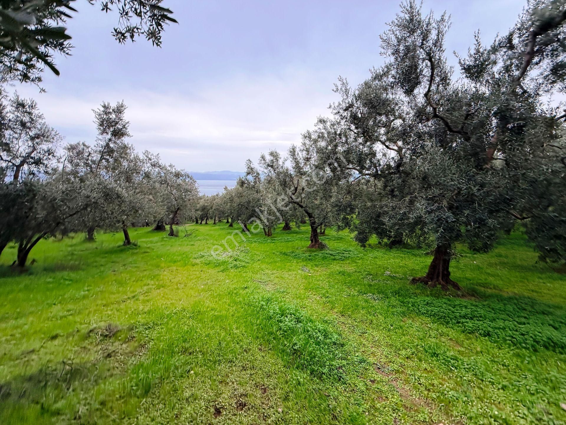 İznik Göle Yakın 3.440m2 Manzaralı Ağaçları Olan Satılık Arsa - Görsel 19