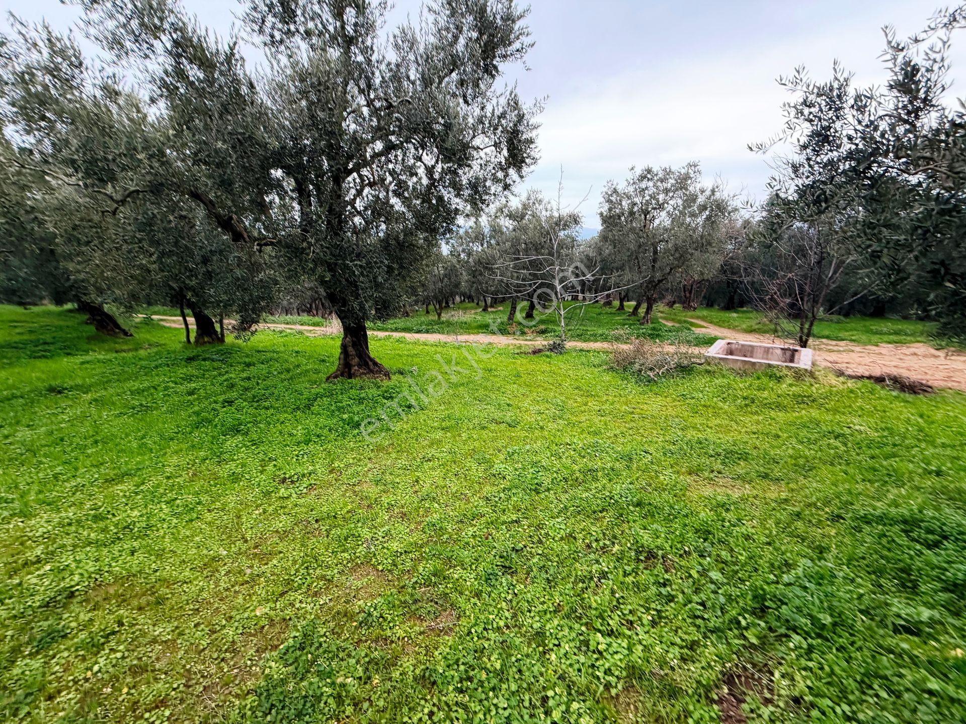 İznik Göle Yakın 3.440m2 Manzaralı Ağaçları Olan Satılık Arsa - Görsel 31