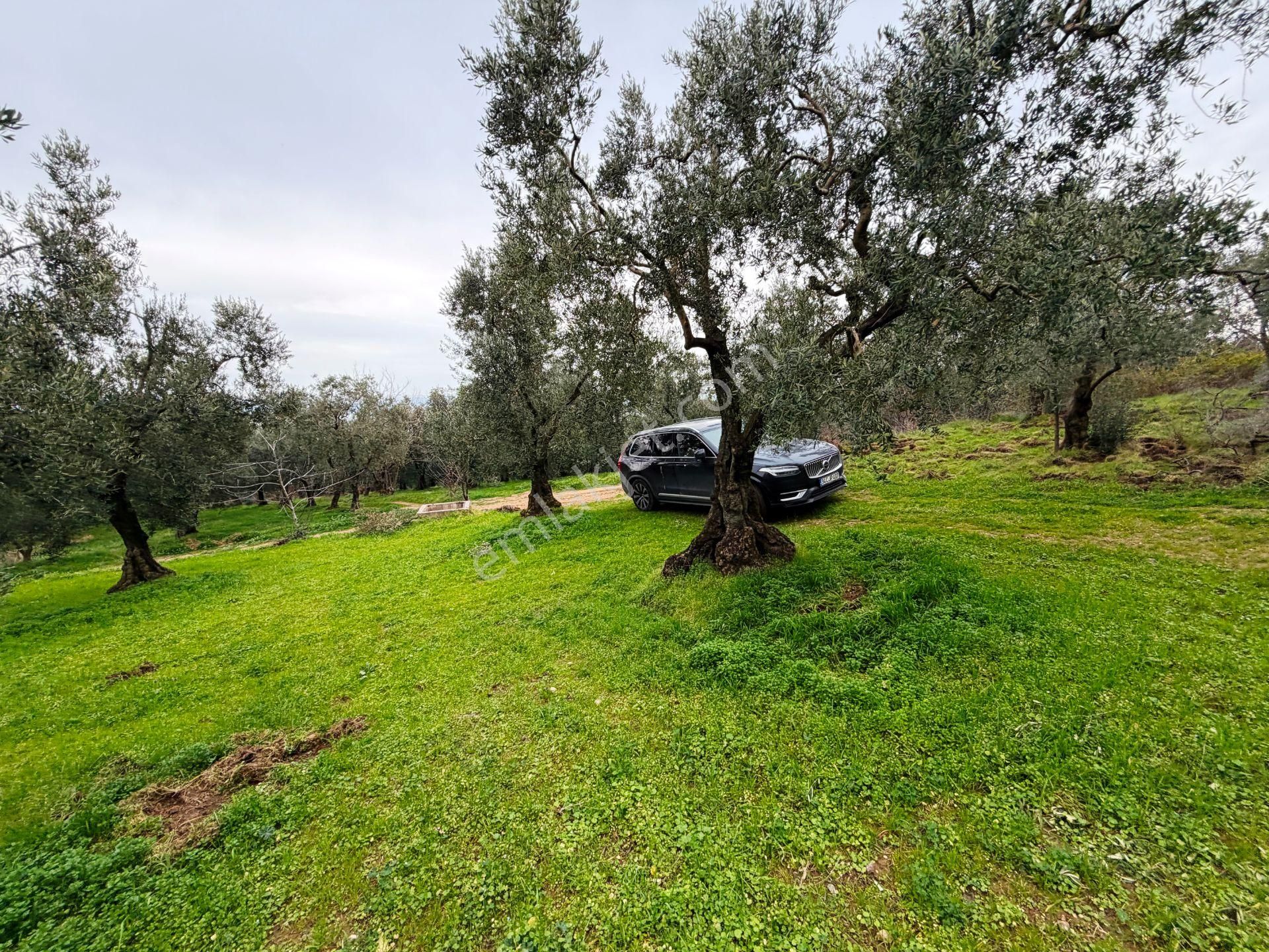 İznik Göle Yakın 3.440m2 Manzaralı Ağaçları Olan Satılık Arsa - Görsel 28