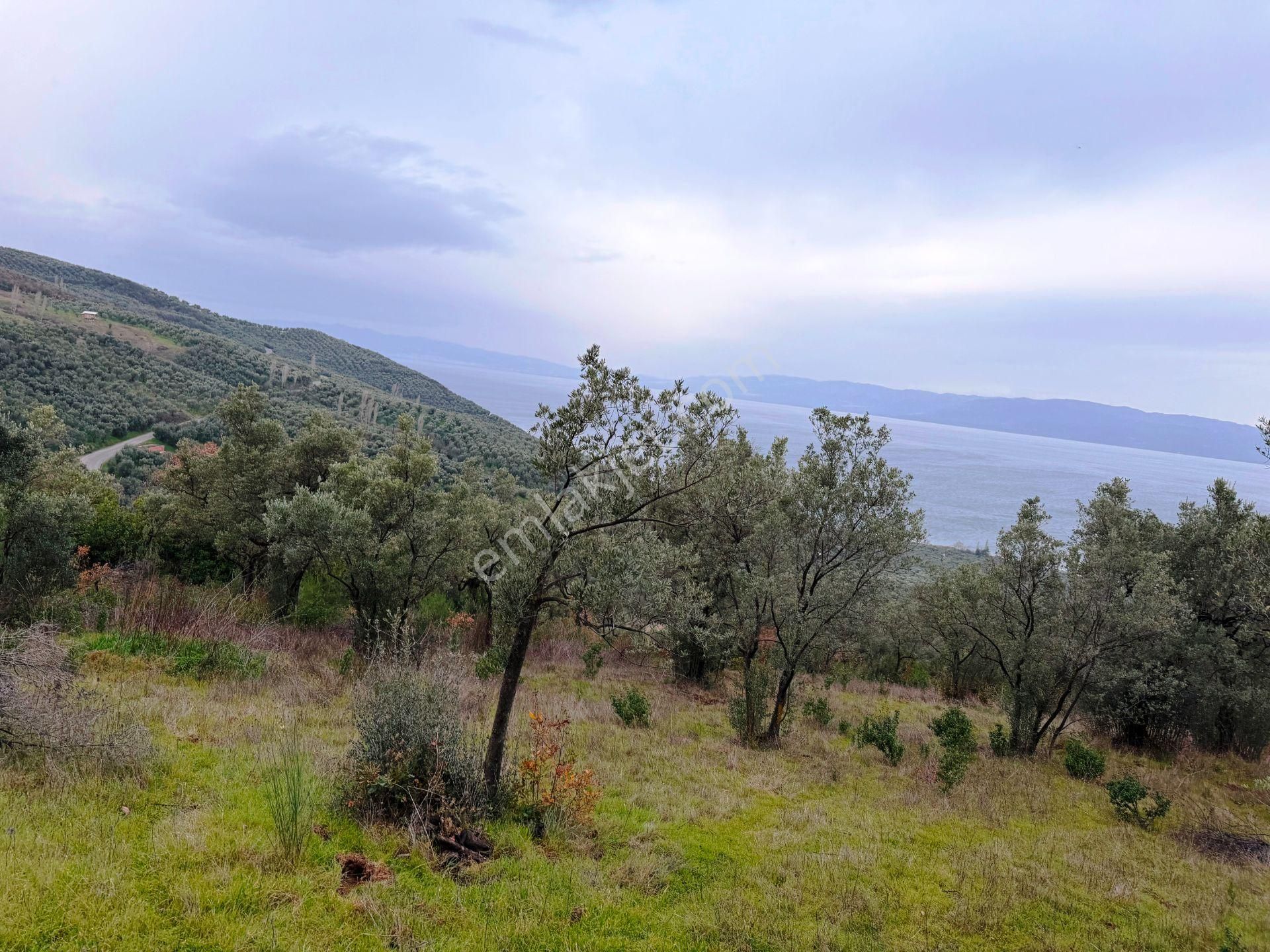 İznik Göle Yakın 3.440m2 Manzaralı Ağaçları Olan Satılık Arsa