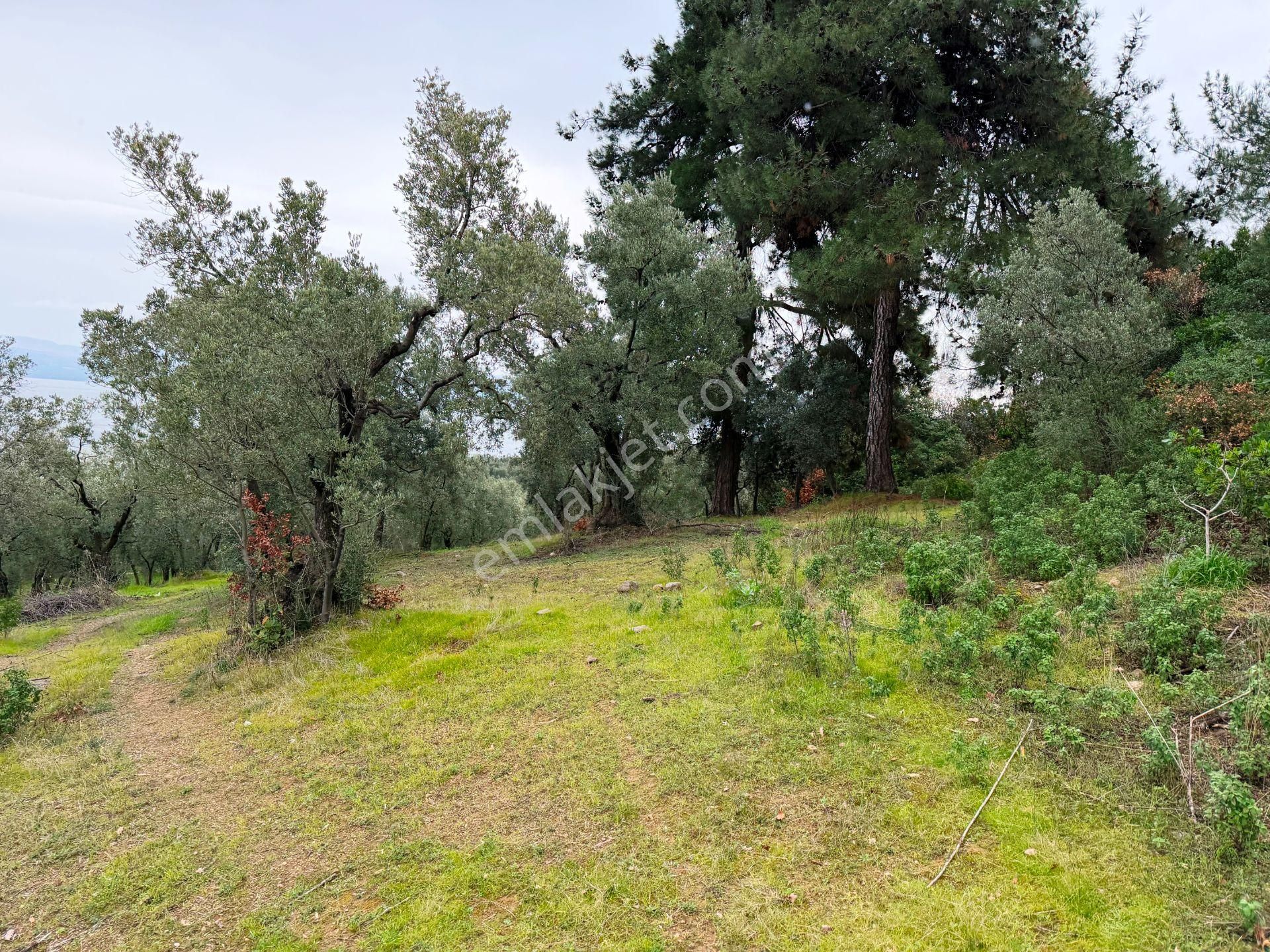 İznik Göle Yakın 3.440m2 Manzaralı Ağaçları Olan Satılık Arsa - Görsel 16