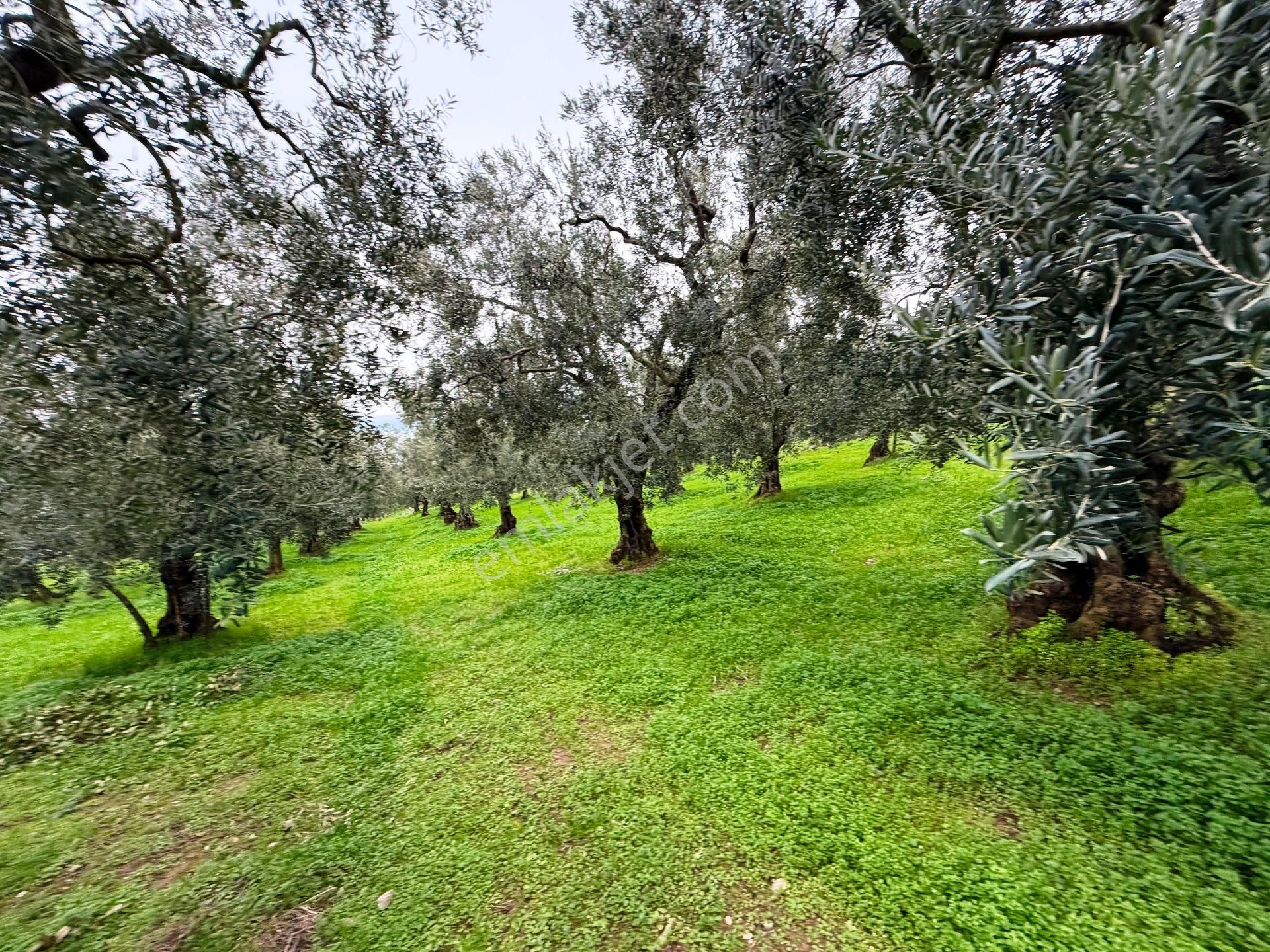 İznik Göle Yakın 3.440m2 Manzaralı Ağaçları Olan Satılık Arsa - Görsel 23