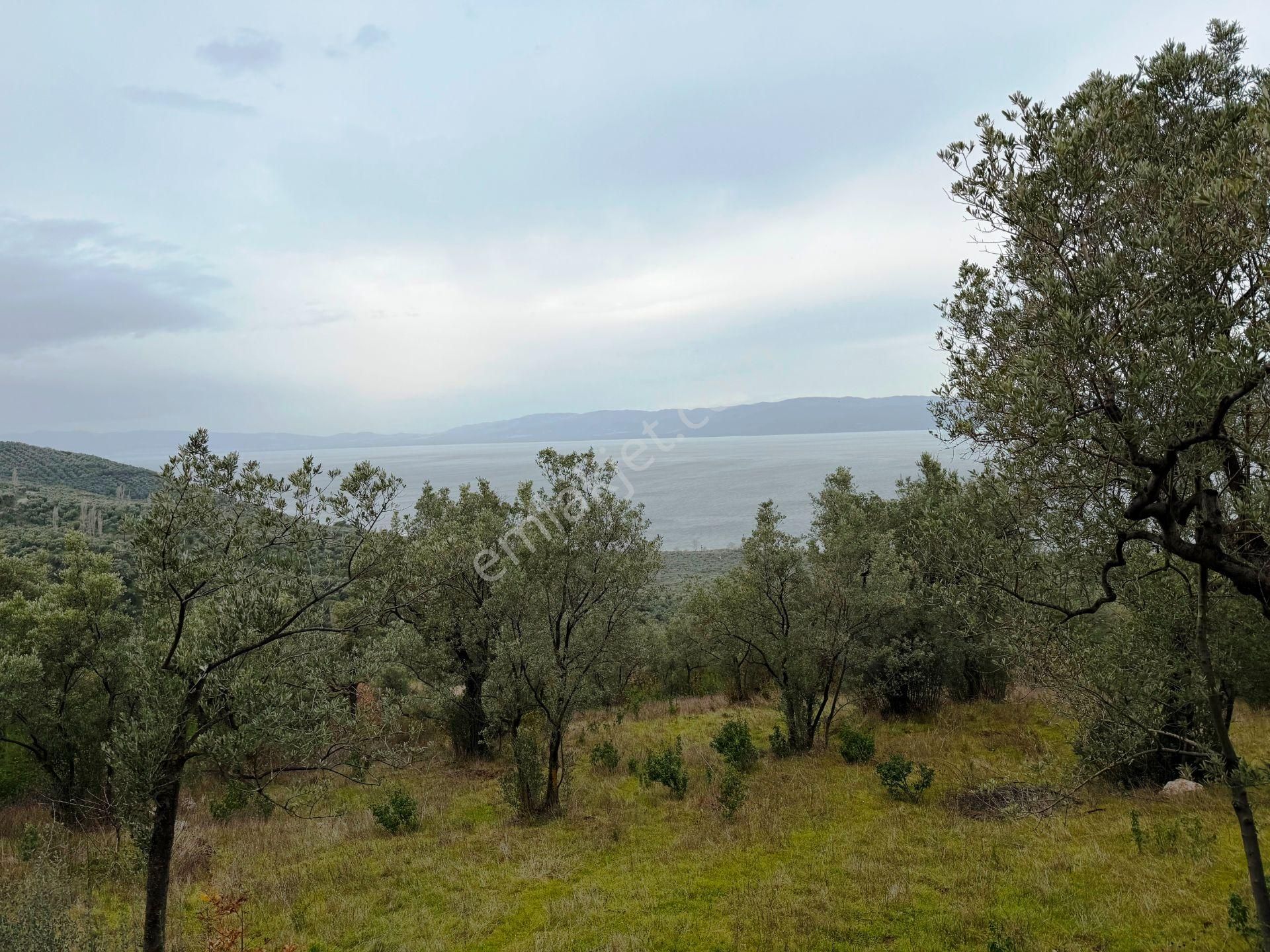 İznik Göle Yakın 3.440m2 Manzaralı Ağaçları Olan Satılık Arsa - Görsel 4