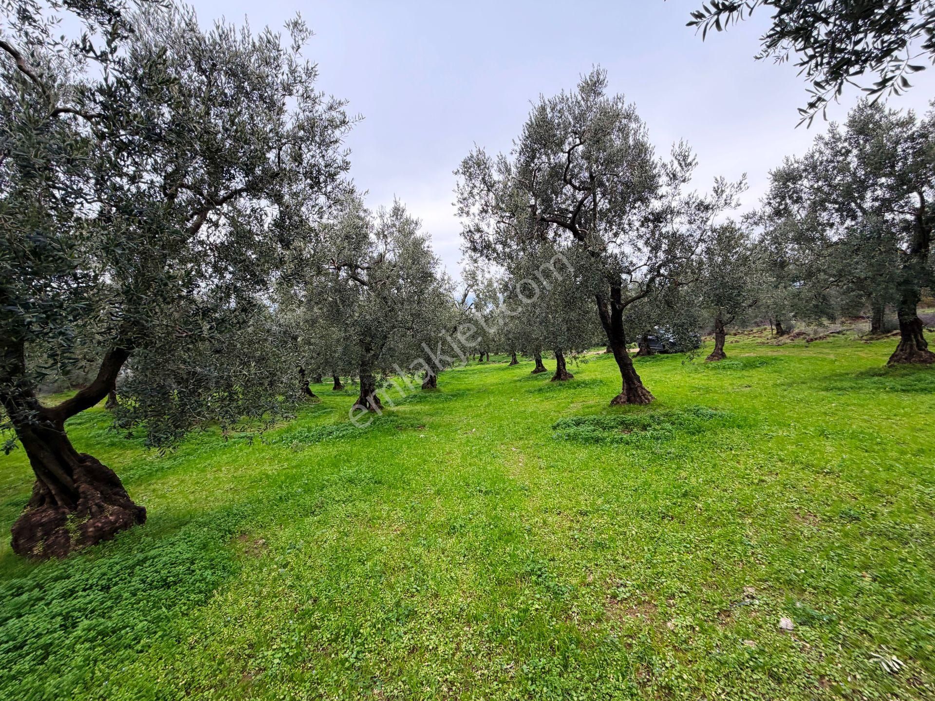 İznik Göle Yakın 3.440m2 Manzaralı Ağaçları Olan Satılık Arsa - Görsel 27