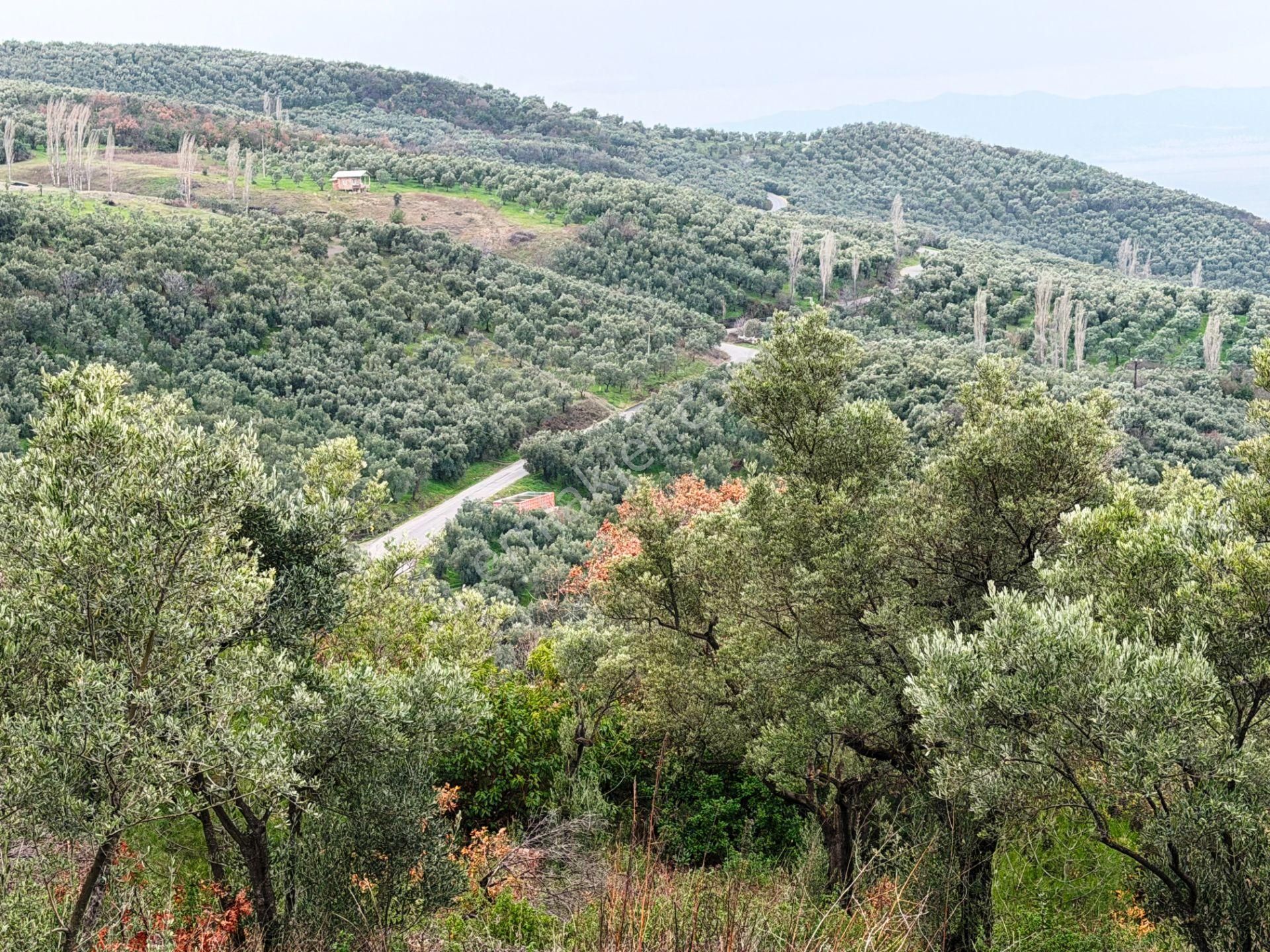 İznik Göle Yakın 3.440m2 Manzaralı Ağaçları Olan Satılık Arsa - Görsel 33