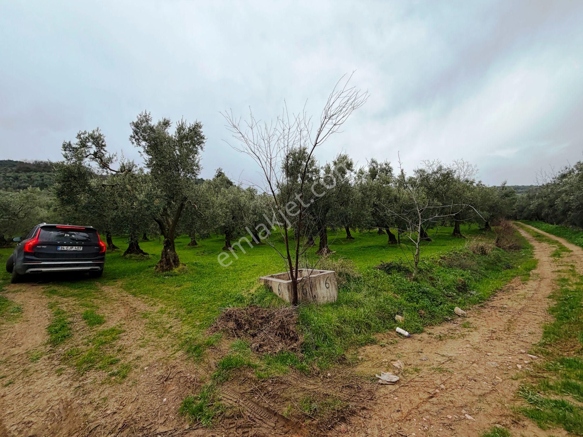 İznik Göle Yakın 3.440m2 Manzaralı Ağaçları Olan Satılık Arsa - Görsel 7