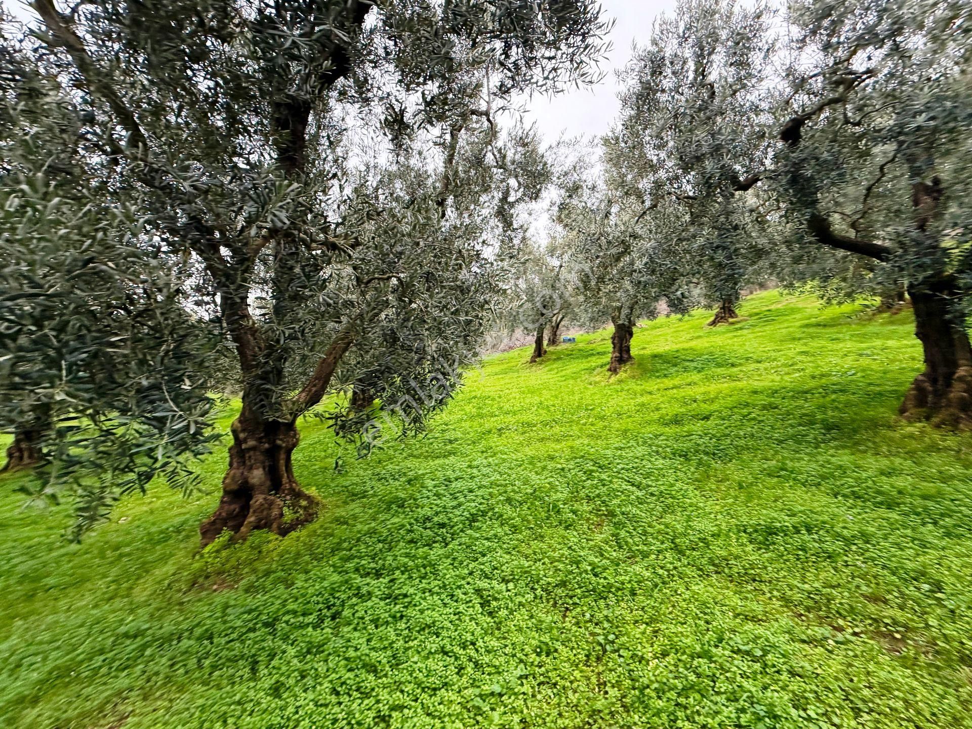 İznik Göle Yakın 3.440m2 Manzaralı Ağaçları Olan Satılık Arsa - Görsel 21