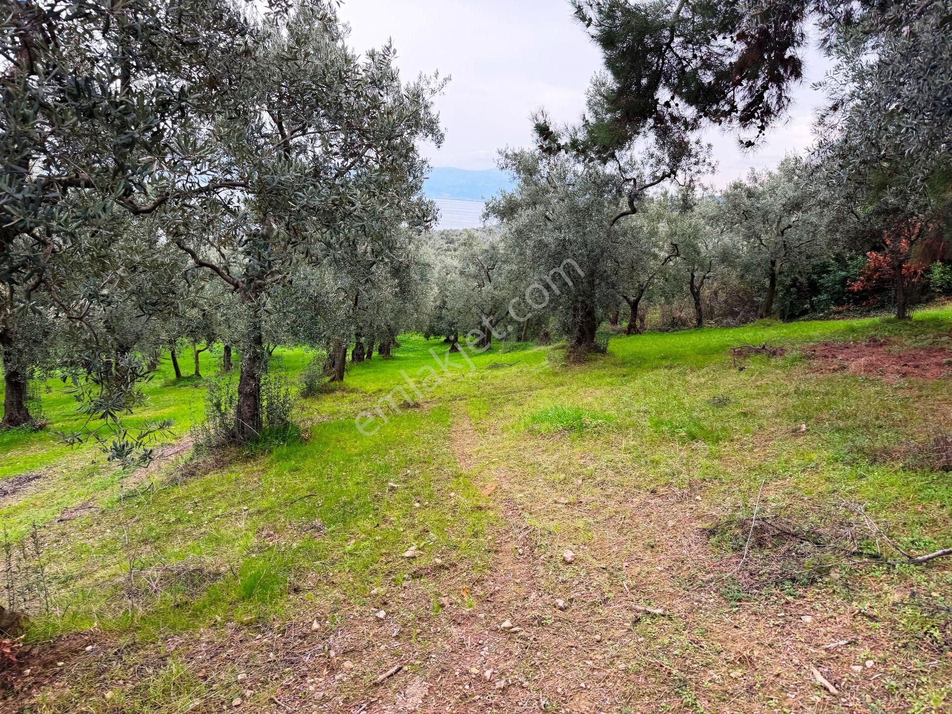 İznik Göle Yakın 3.440m2 Manzaralı Ağaçları Olan Satılık Arsa - Görsel 15