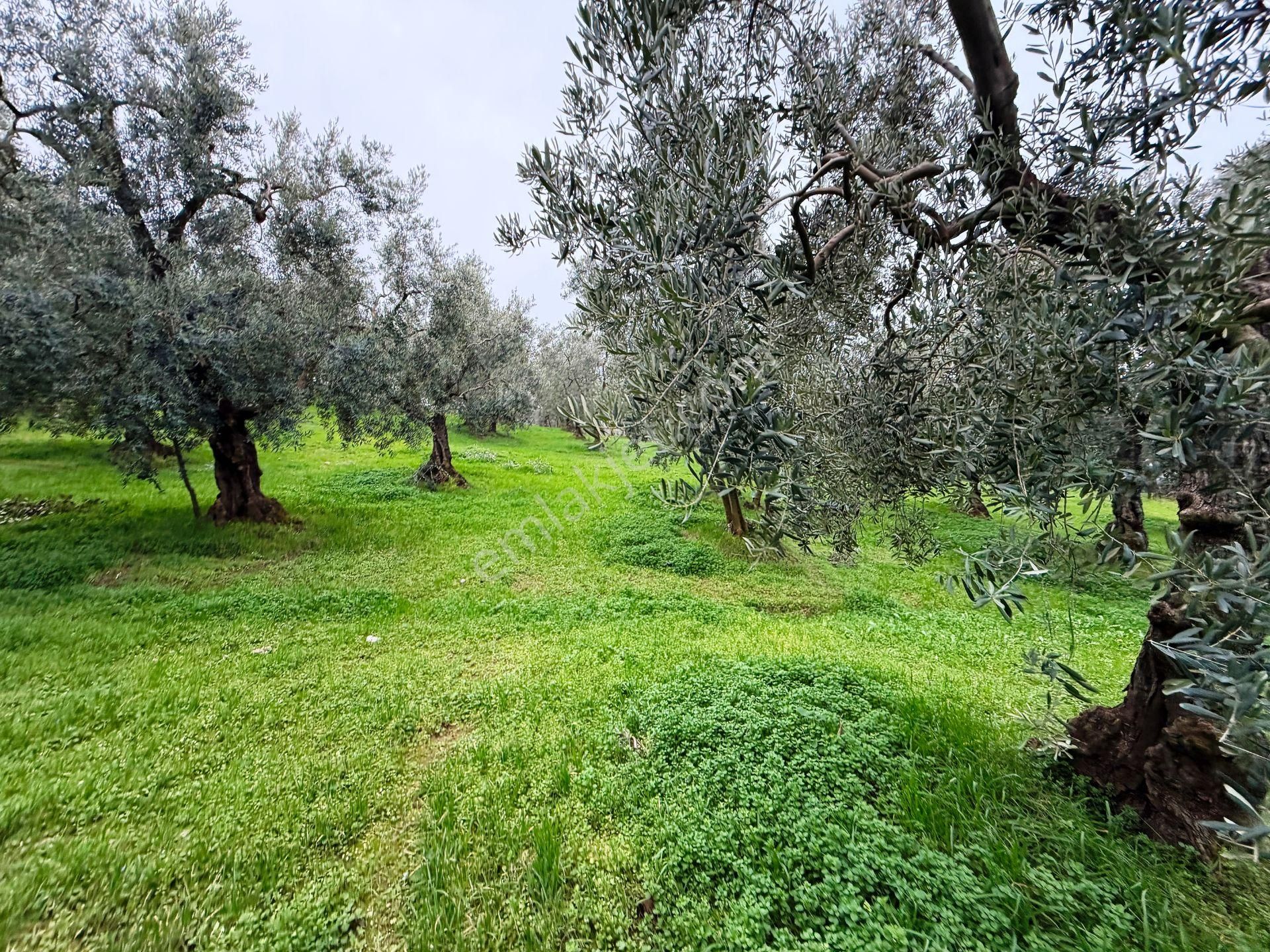 İznik Göle Yakın 3.440m2 Manzaralı Ağaçları Olan Satılık Arsa - Görsel 24