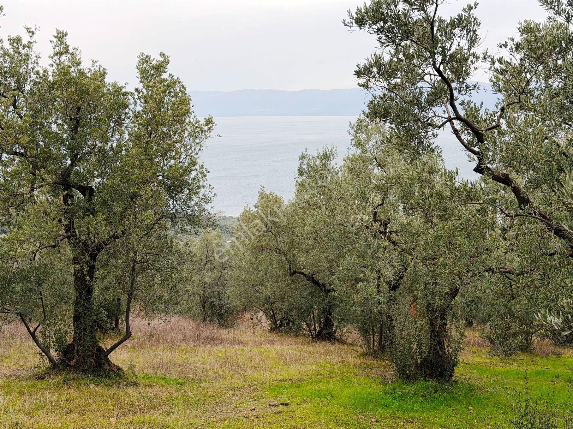 İznik Göle Yakın 3.440m2 Manzaralı Ağaçları Olan Satılık Arsa - Görsel 6