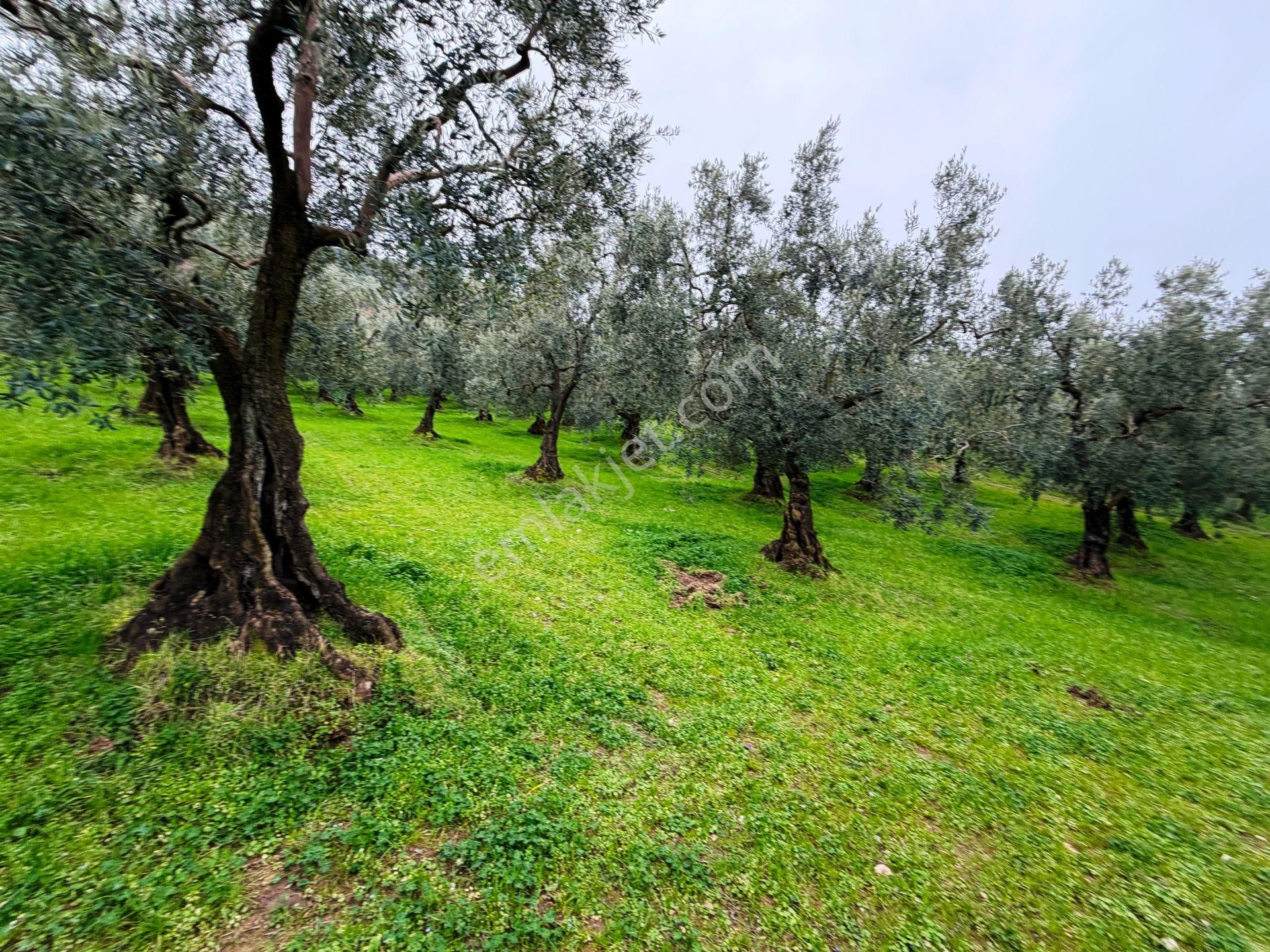 İznik Göle Yakın 3.440m2 Manzaralı Ağaçları Olan Satılık Arsa - Görsel 32