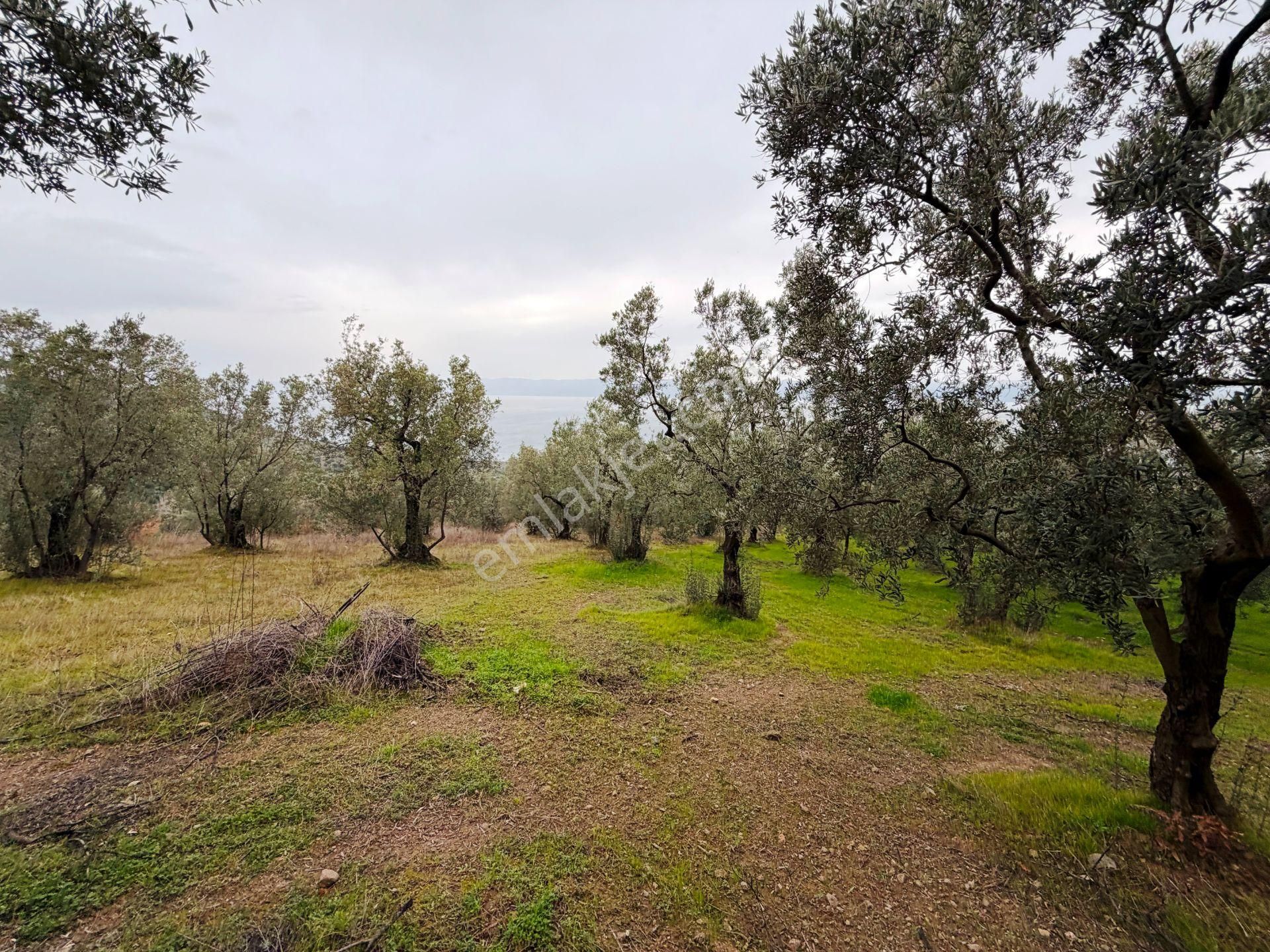 İznik Göle Yakın 3.440m2 Manzaralı Ağaçları Olan Satılık Arsa - Görsel 12