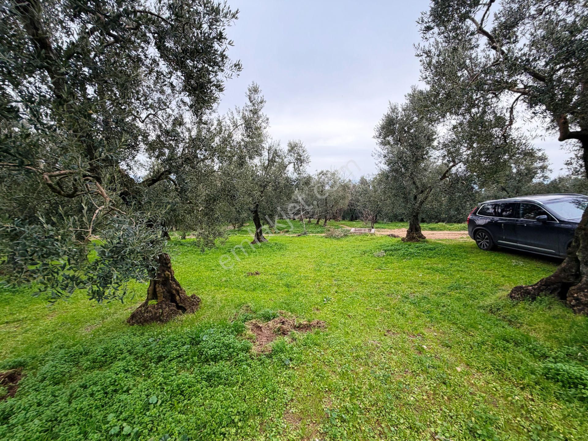 İznik Göle Yakın 3.440m2 Manzaralı Ağaçları Olan Satılık Arsa - Görsel 29