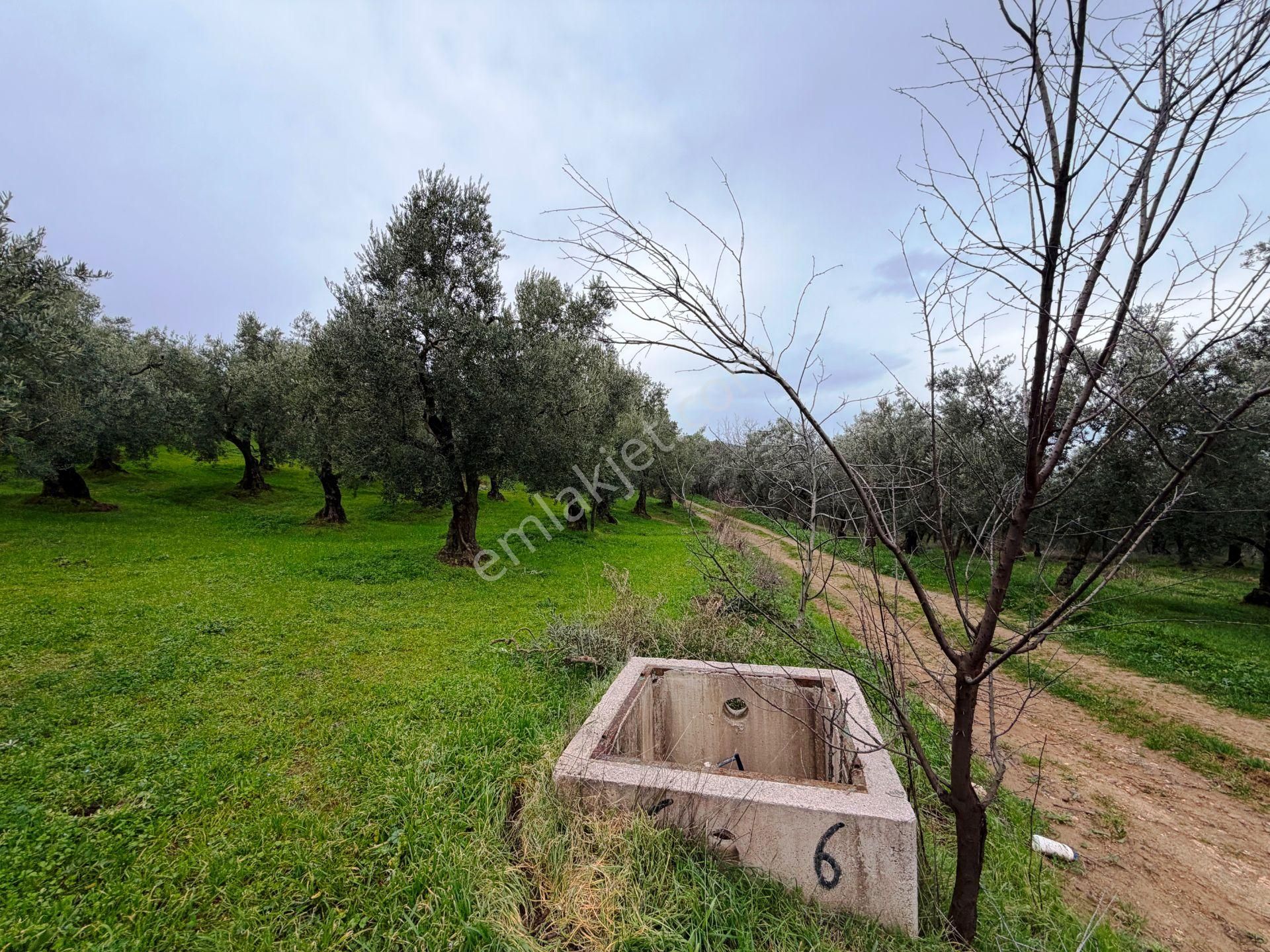 İznik Göle Yakın 3.440m2 Manzaralı Ağaçları Olan Satılık Arsa - Görsel 14