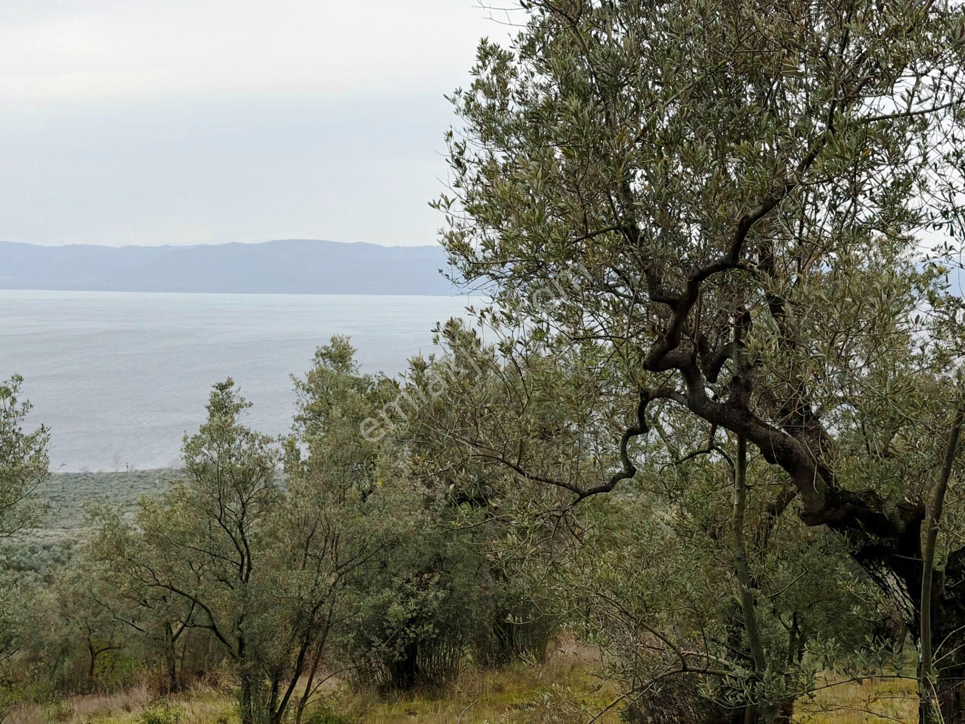 İznik Göle Yakın 3.440m2 Manzaralı Ağaçları Olan Satılık Arsa - Görsel 5