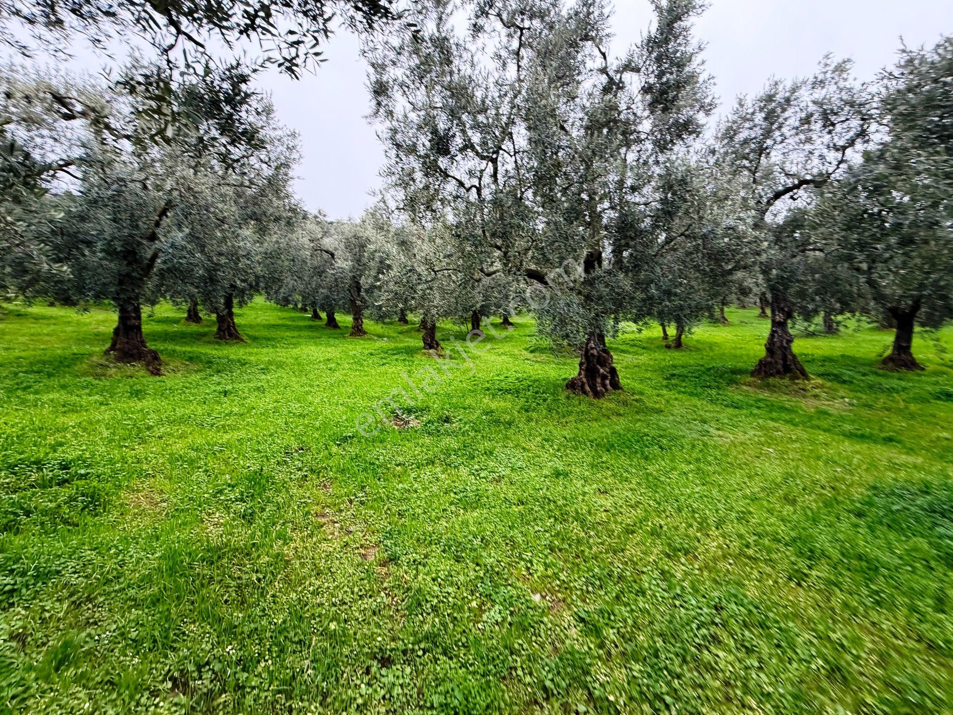 İznik Göle Yakın 3.440m2 Manzaralı Ağaçları Olan Satılık Arsa - Görsel 26