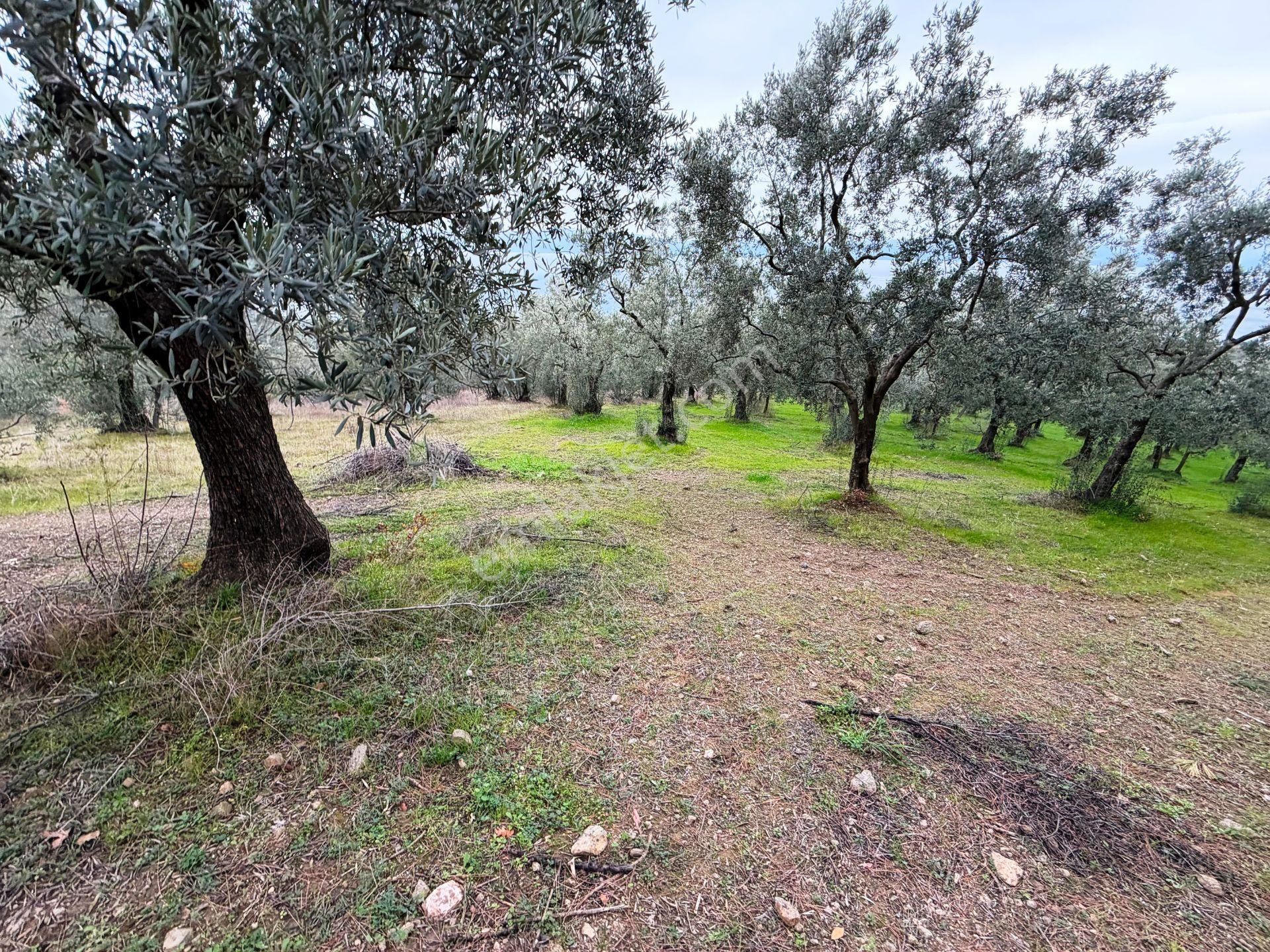 İznik Göle Yakın 3.440m2 Manzaralı Ağaçları Olan Satılık Arsa - Görsel 13