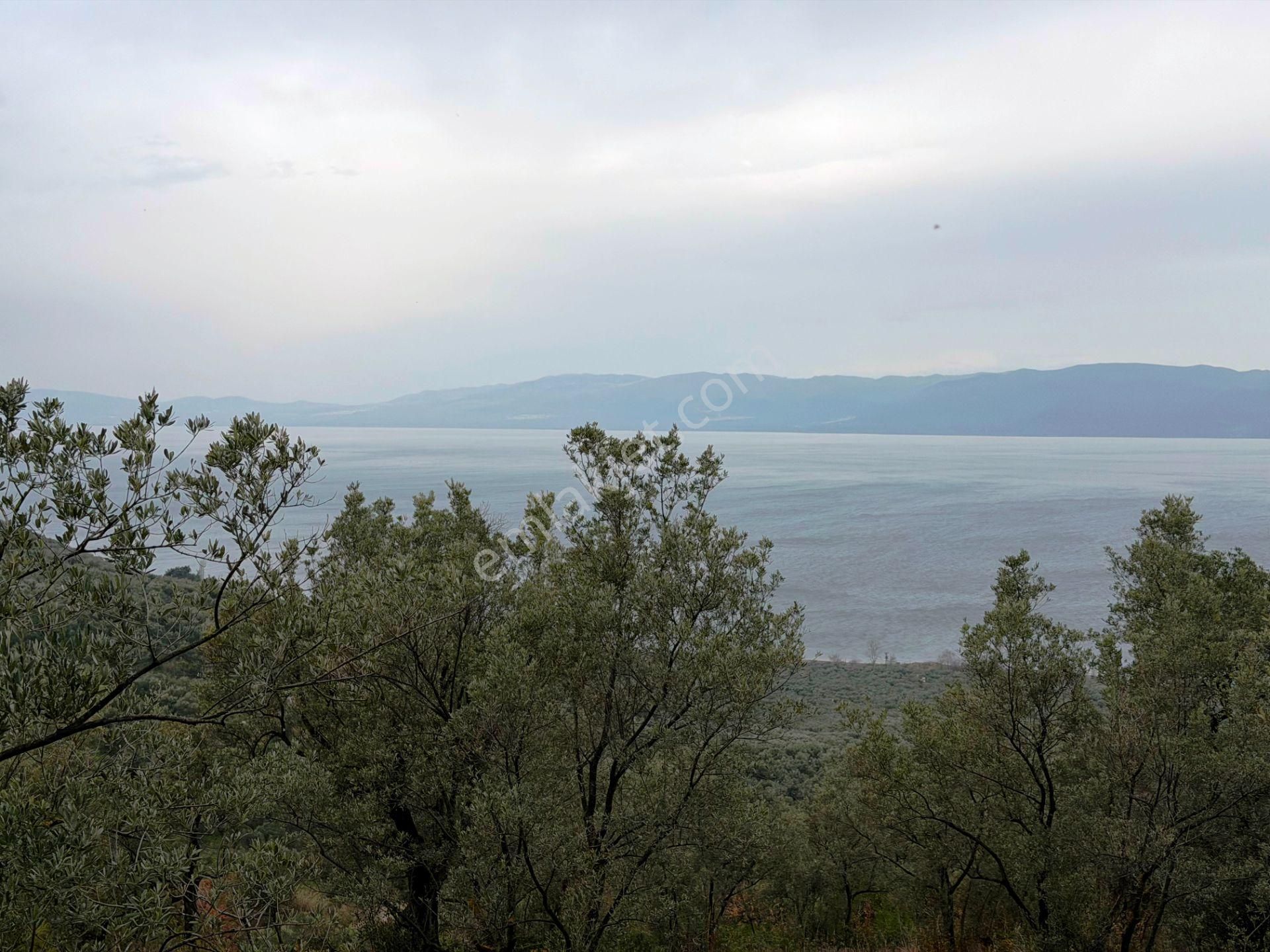 İznik Göle Yakın 3.440m2 Manzaralı Ağaçları Olan Satılık Arsa - Görsel 2