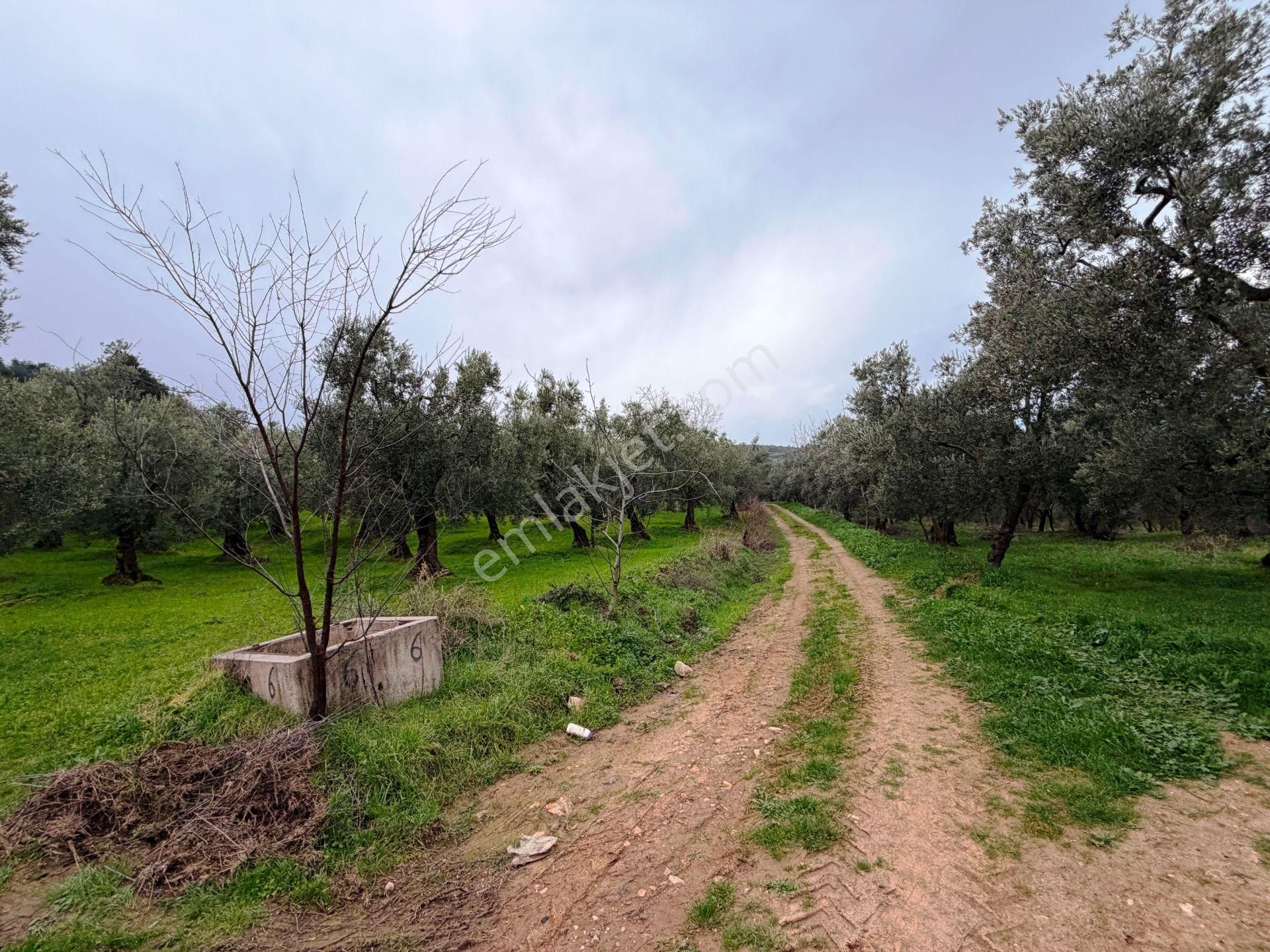 İznik Göle Yakın 3.440m2 Manzaralı Ağaçları Olan Satılık Arsa - Görsel 11