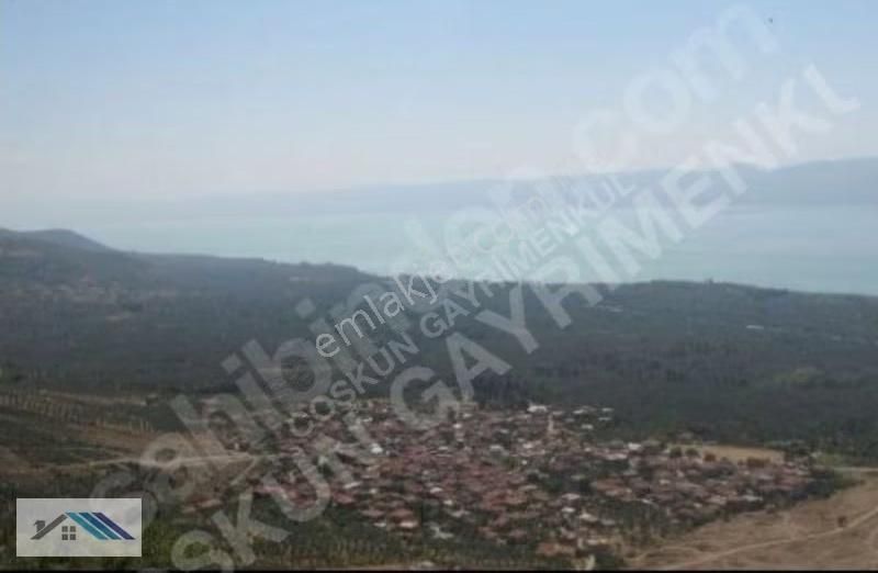 Bursa/orhangazi /çakırlı Satılık Zeytinlik - Görsel 2