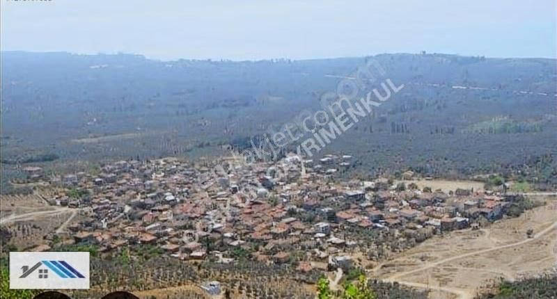 Bursa/orhangazi /çakırlı Satılık Zeytinlik