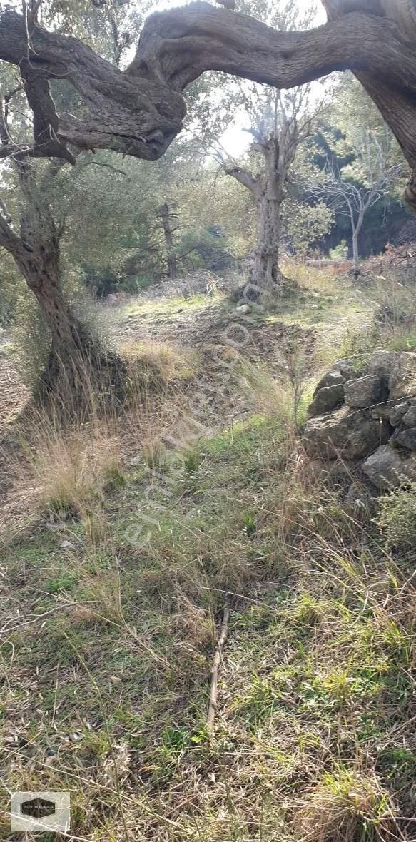 S. Çeşme Başında Asfalt Yol Cepheli Zeytin Bahçesi - Görsel 2
