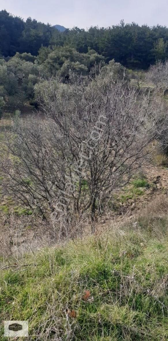S. Çeşme Başında Asfalt Yol Cepheli Zeytin Bahçesi - Görsel 28
