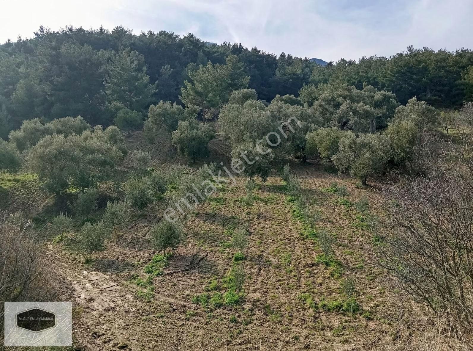 S. Çeşme Başında Asfalt Yol Cepheli Zeytin Bahçesi - Görsel 6