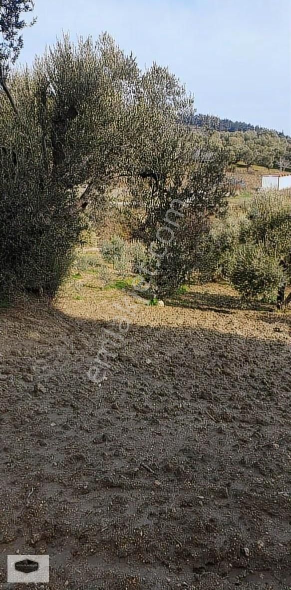 S. Çeşme Başında Asfalt Yol Cepheli Zeytin Bahçesi - Görsel 20