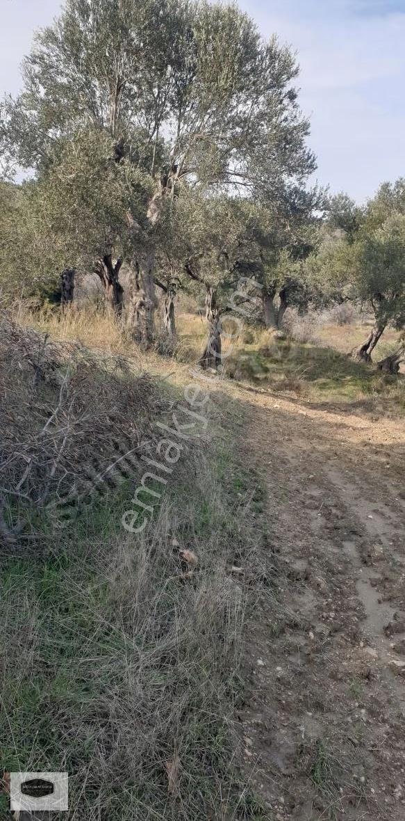S. Çeşme Başında Asfalt Yol Cepheli Zeytin Bahçesi - Görsel 22