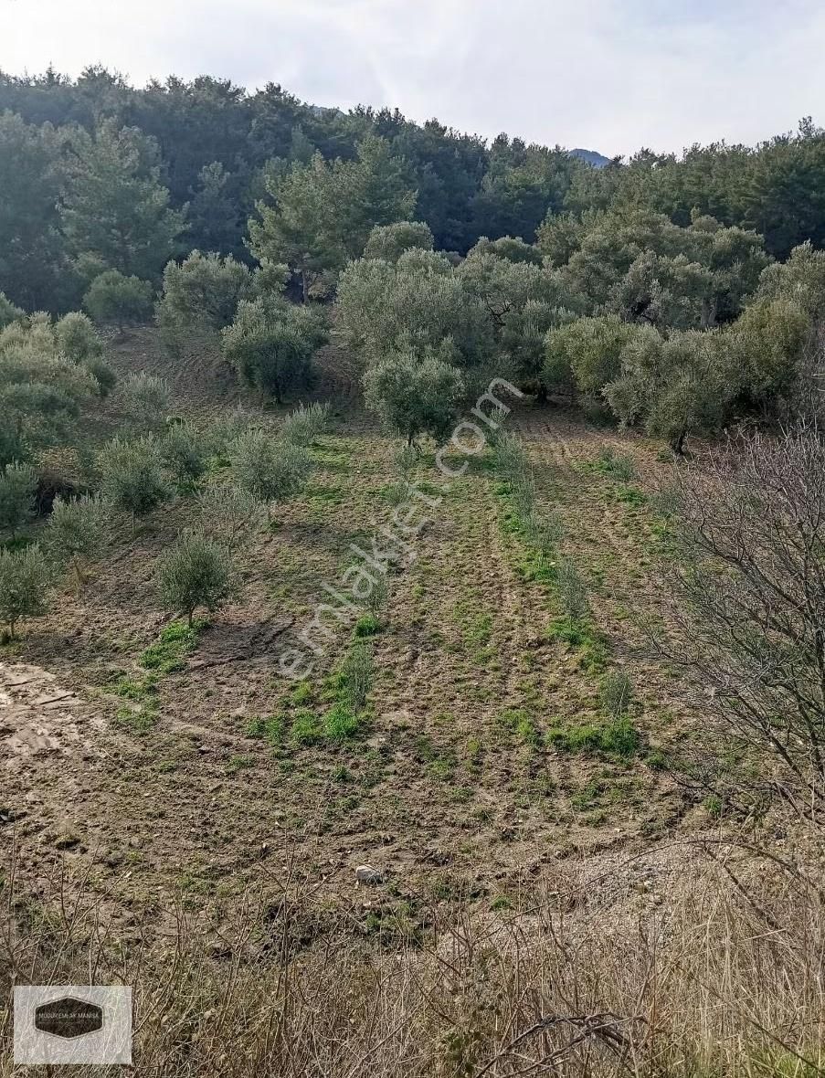 S. Çeşme Başında Asfalt Yol Cepheli Zeytin Bahçesi - Görsel 33