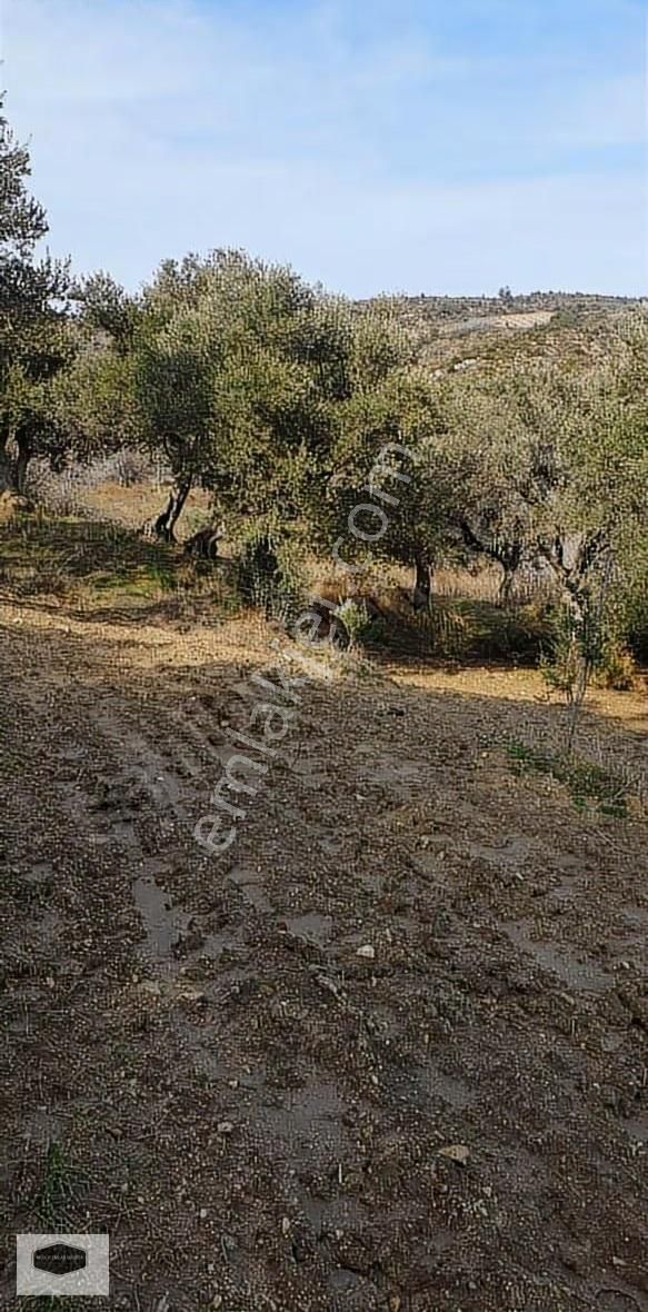 S. Çeşme Başında Asfalt Yol Cepheli Zeytin Bahçesi - Görsel 16
