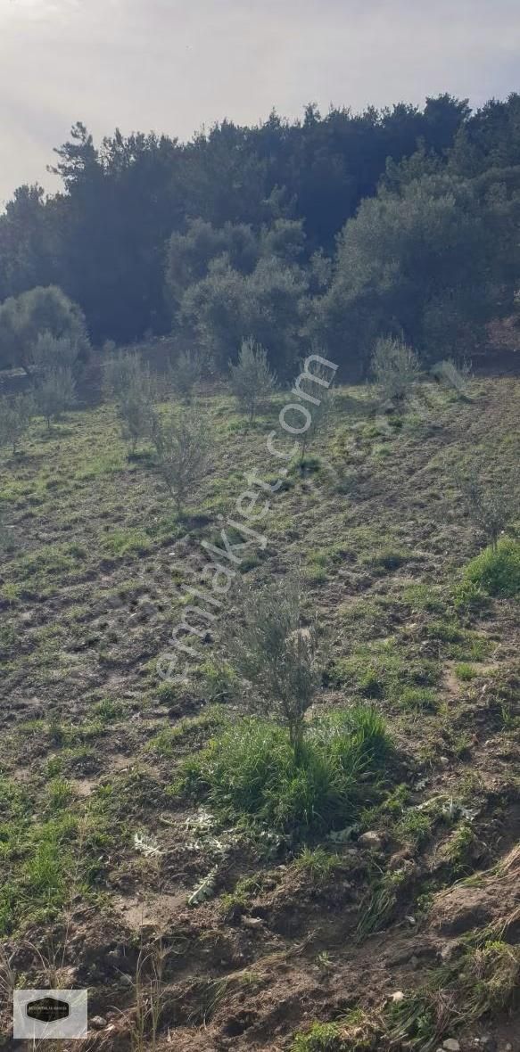 S. Çeşme Başında Asfalt Yol Cepheli Zeytin Bahçesi - Görsel 29
