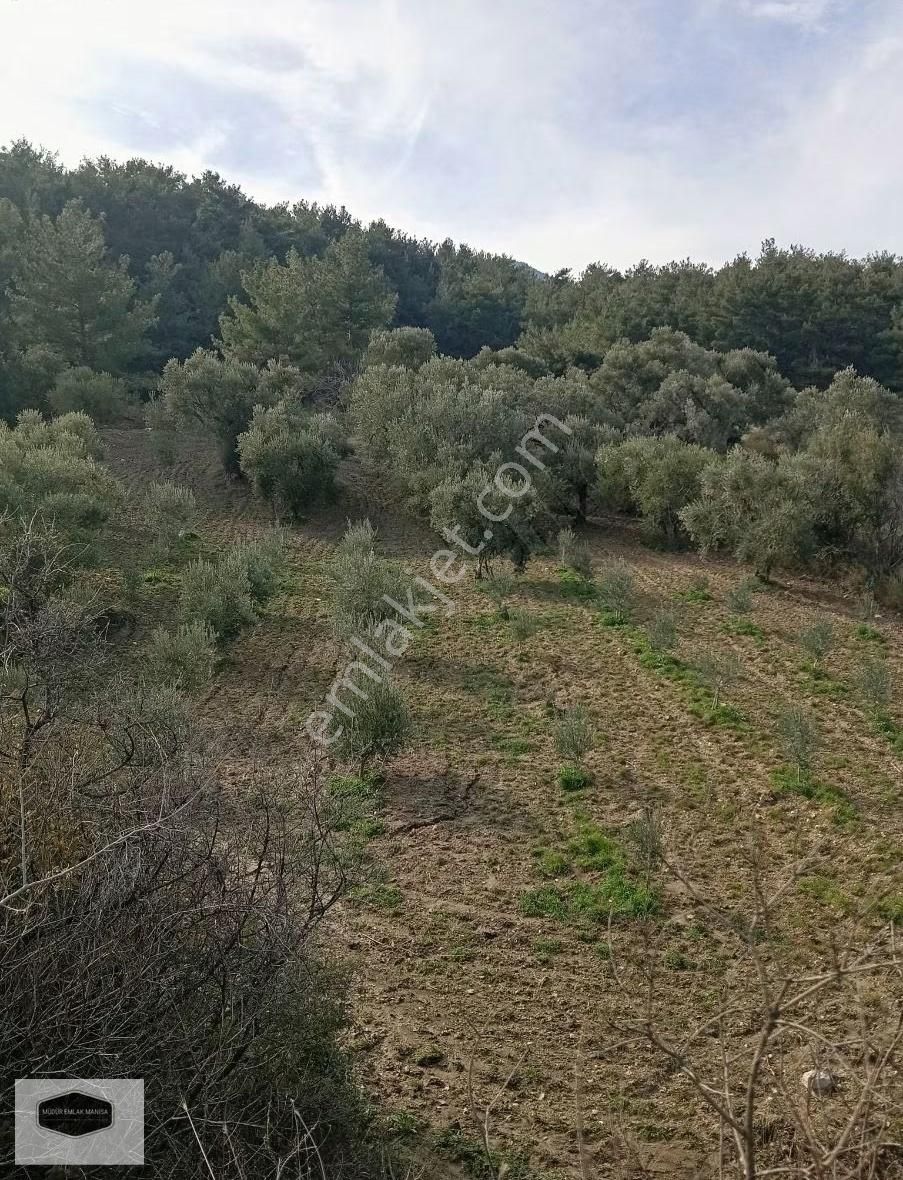 S. Çeşme Başında Asfalt Yol Cepheli Zeytin Bahçesi - Görsel 24