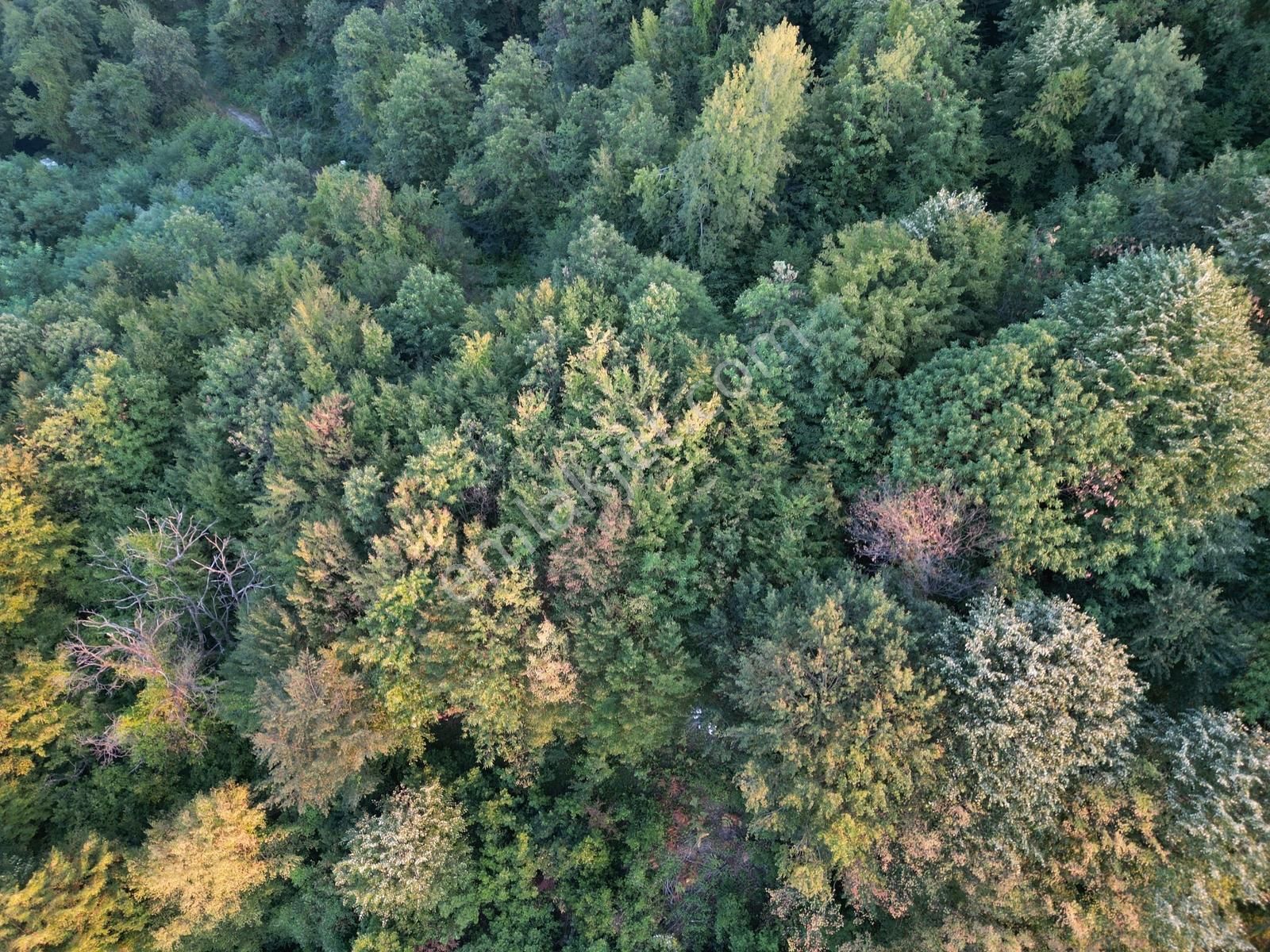 Turyaptan Sapanca Nailiye Merkeze Yakın Yatırmlık 2.469 M2 Arsa - Görsel 12