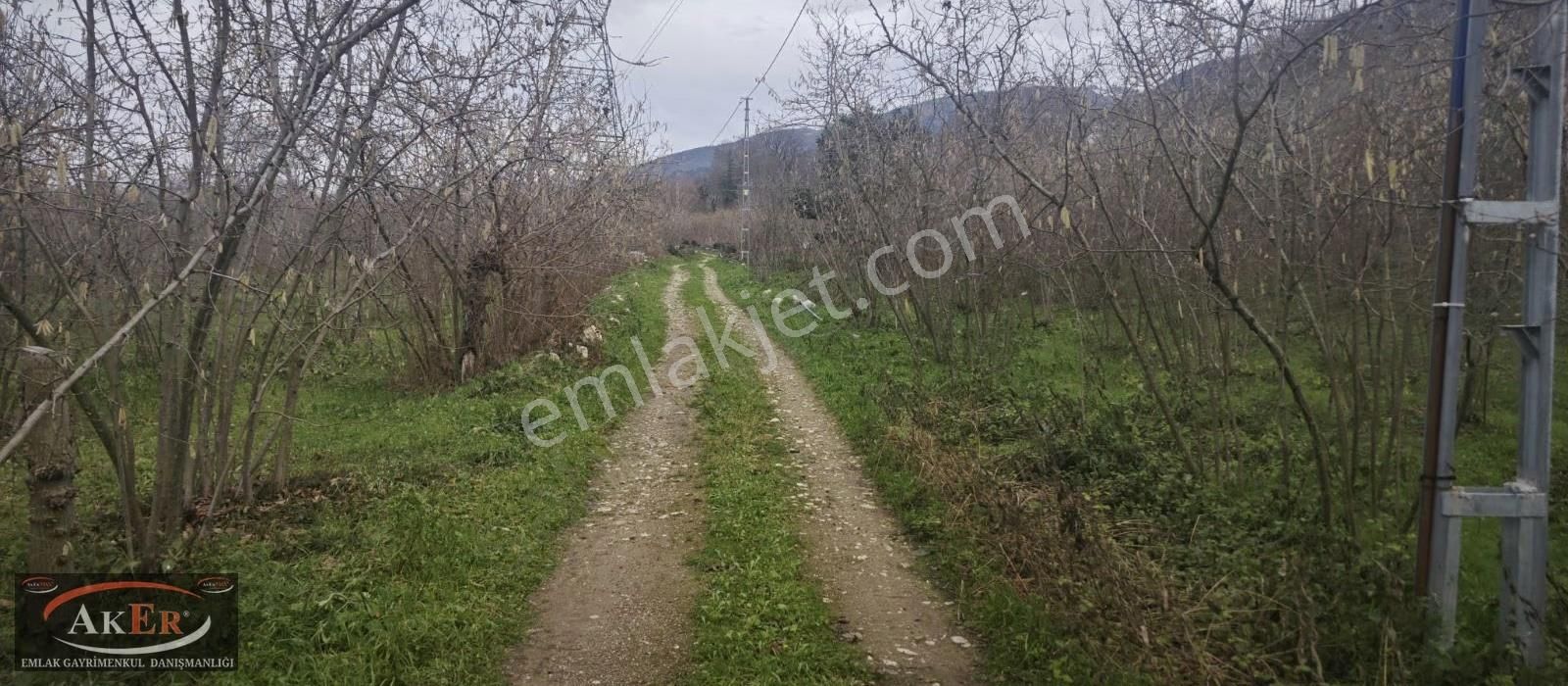 803 Metrekare Yol Su Elektrik Var.düz Sayılacak Konum Fındık Var
